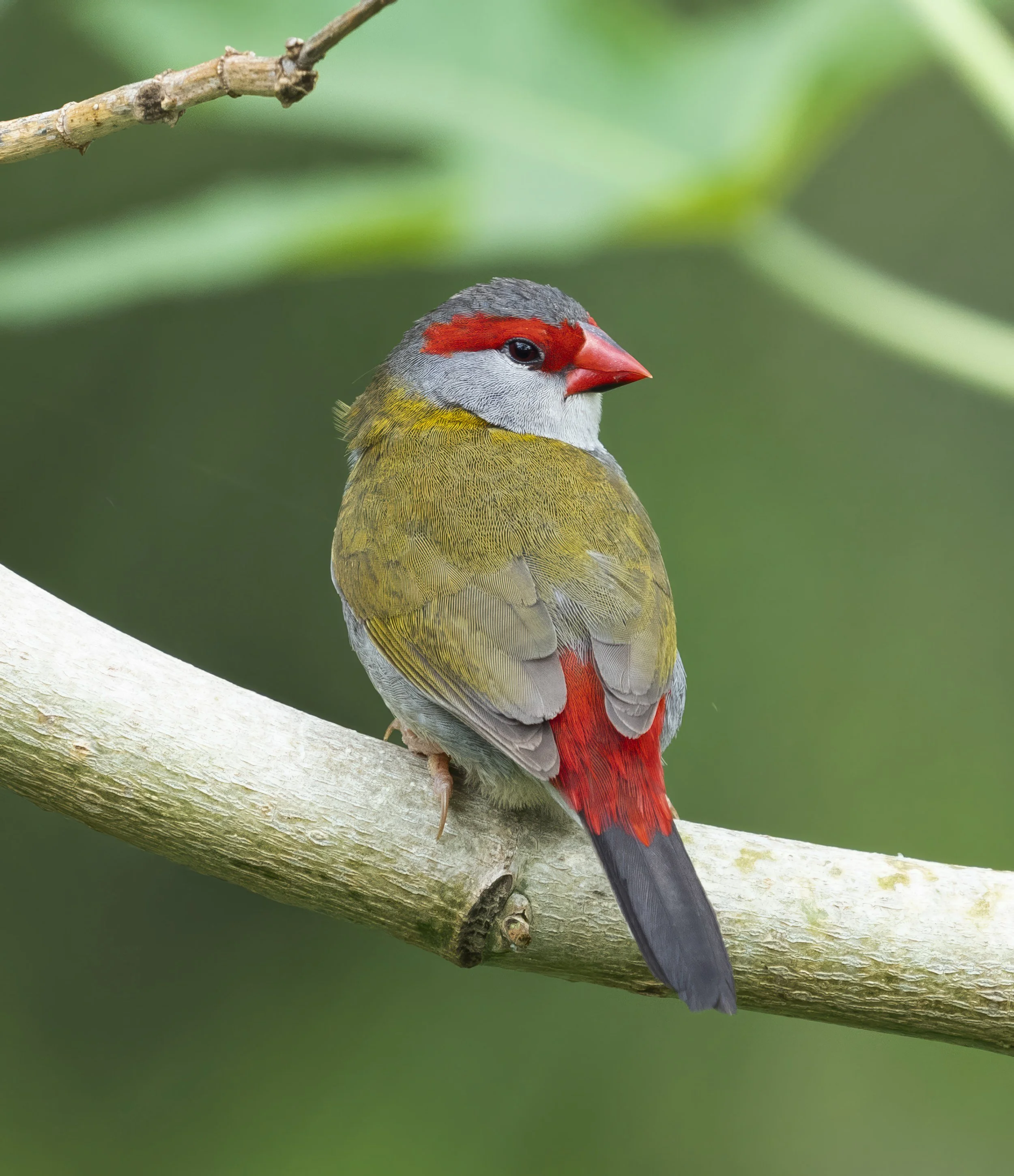 Red Browed Finch