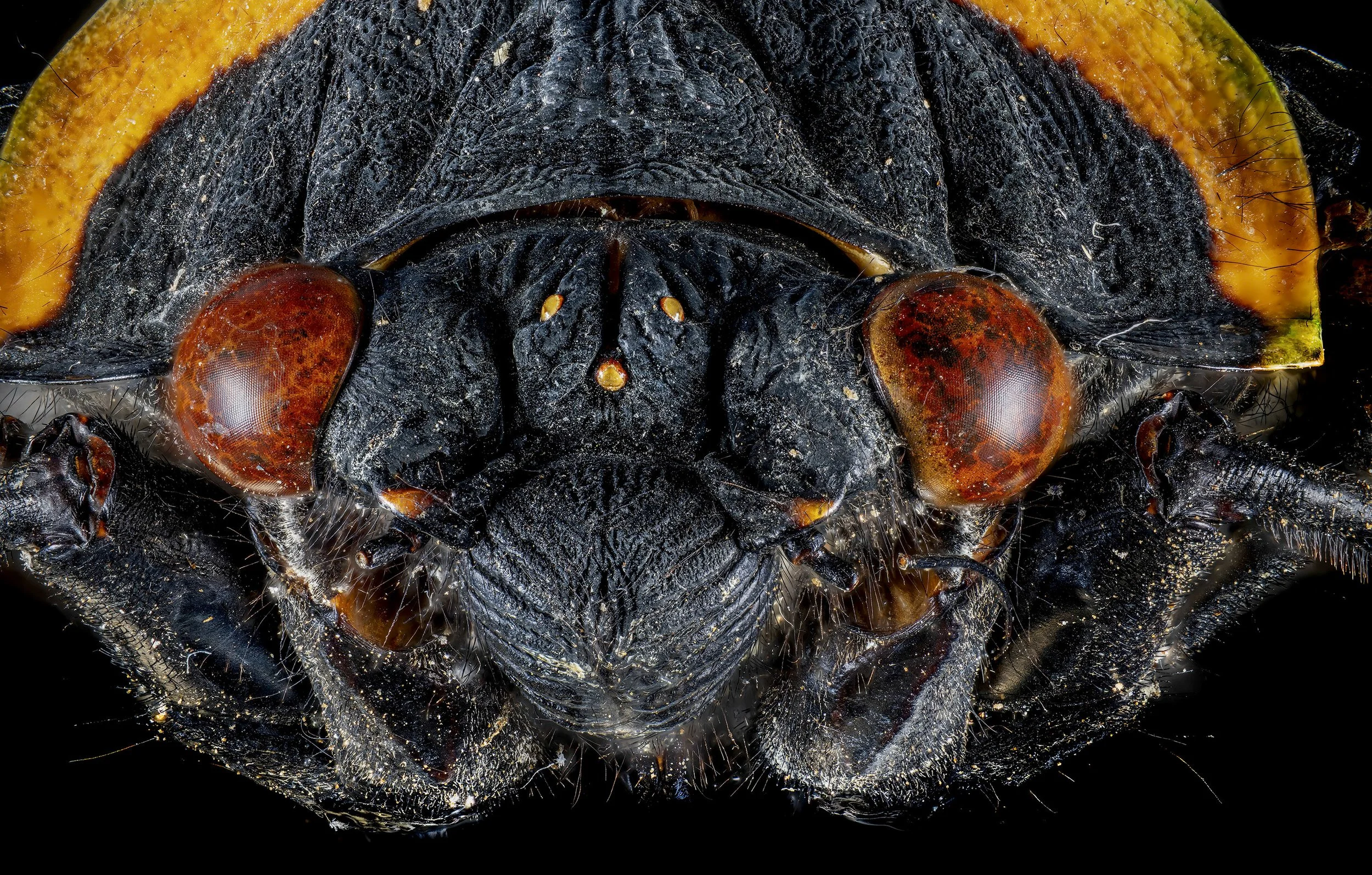 Angamiana_floridula_1.jpg