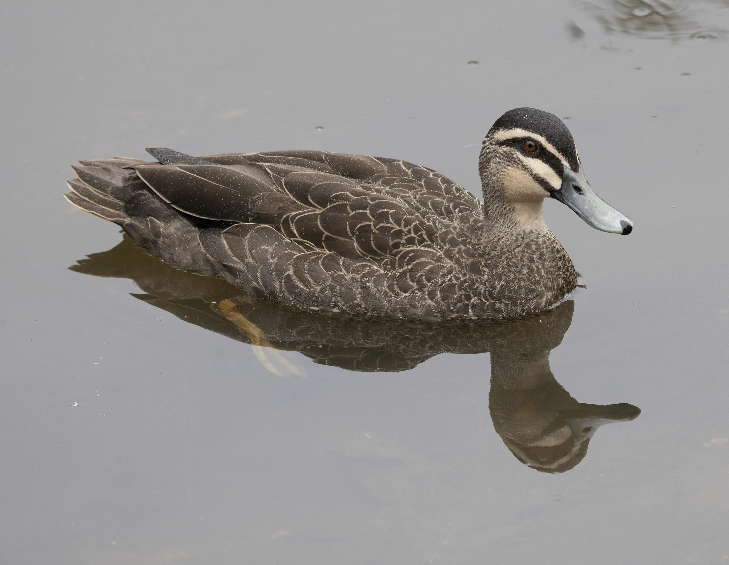 Pacific Black Duck