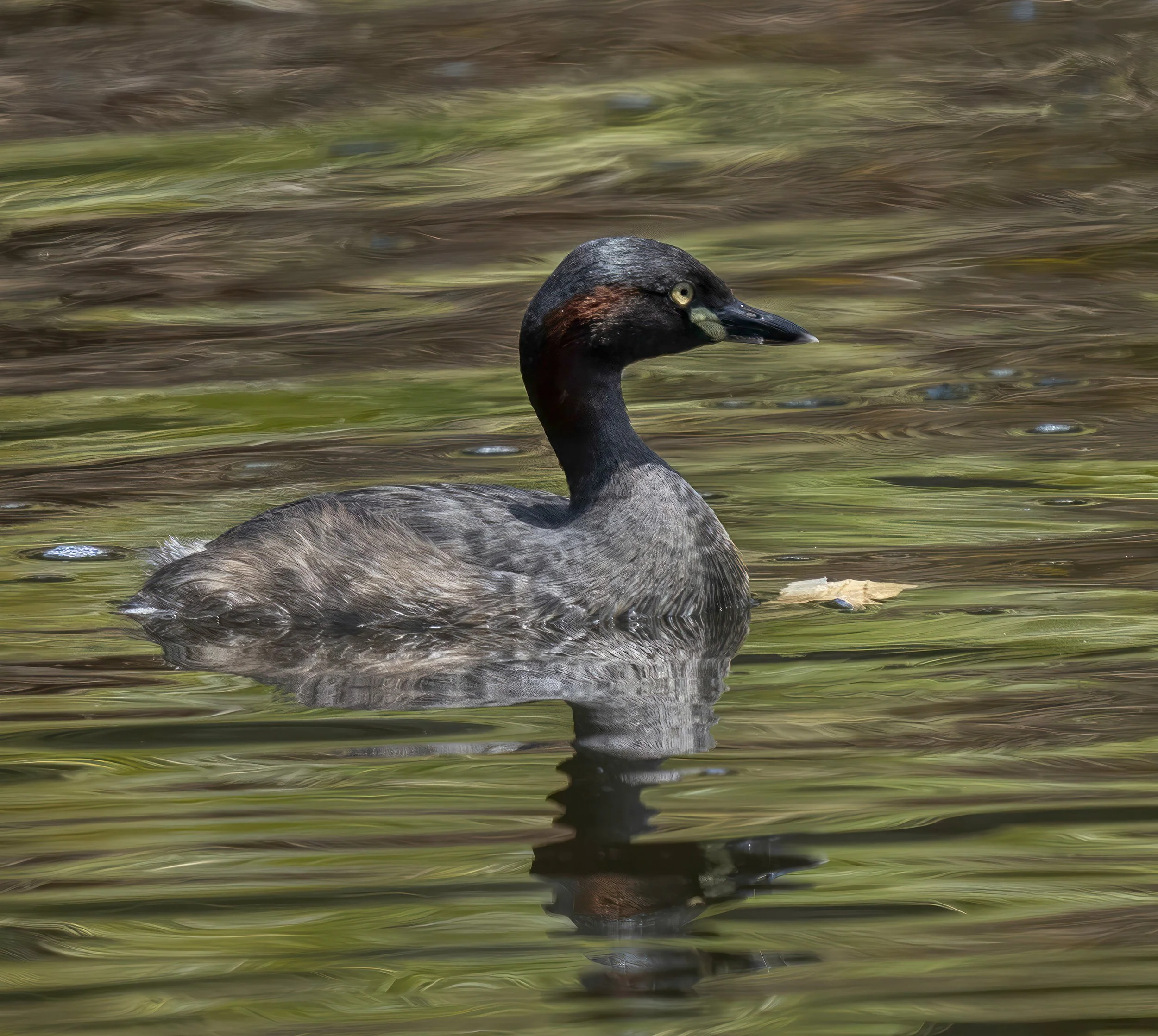Australasian Grebe