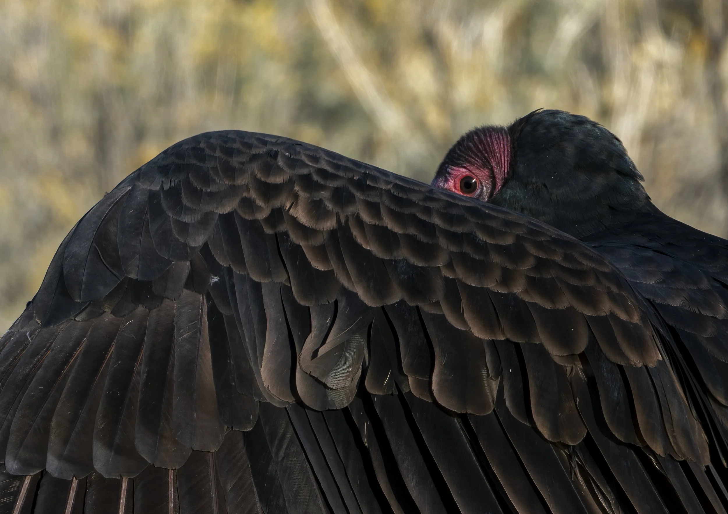 Turkey Vulture