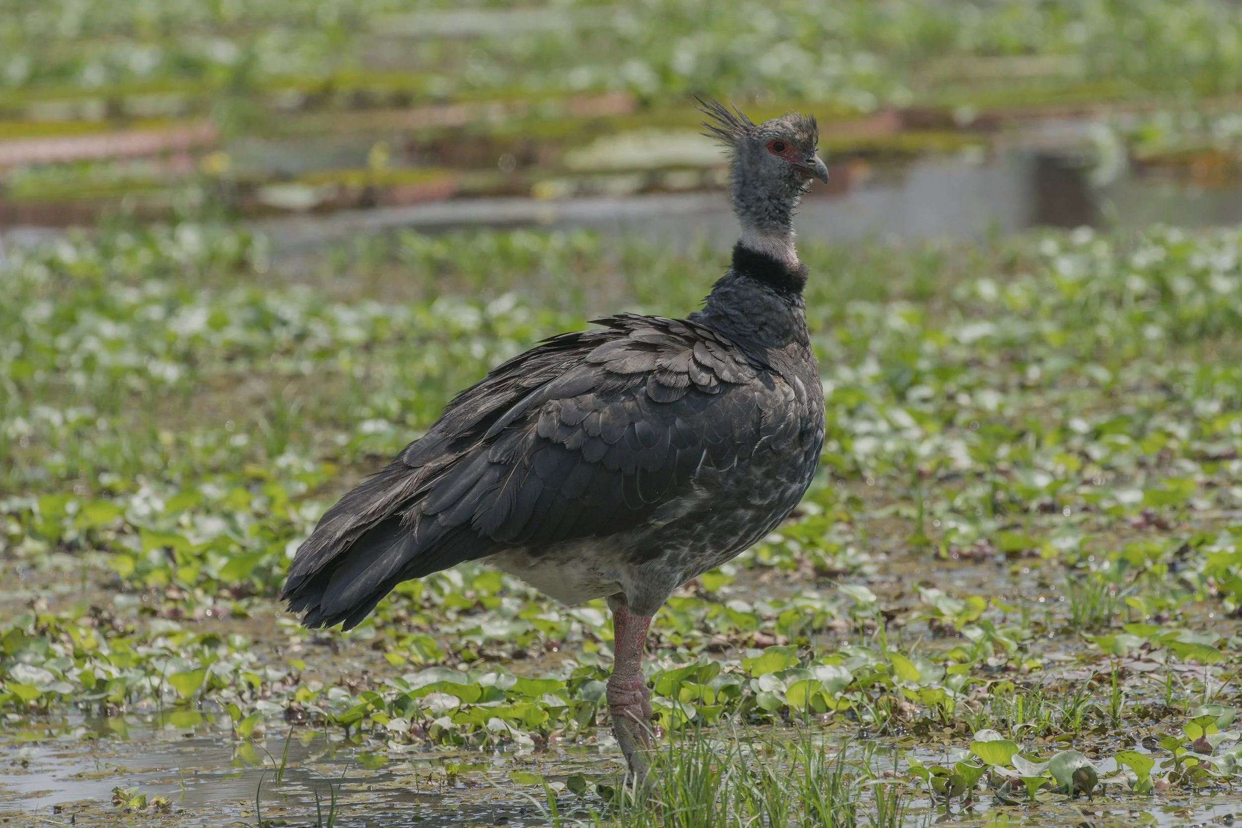 Southern Screamer
