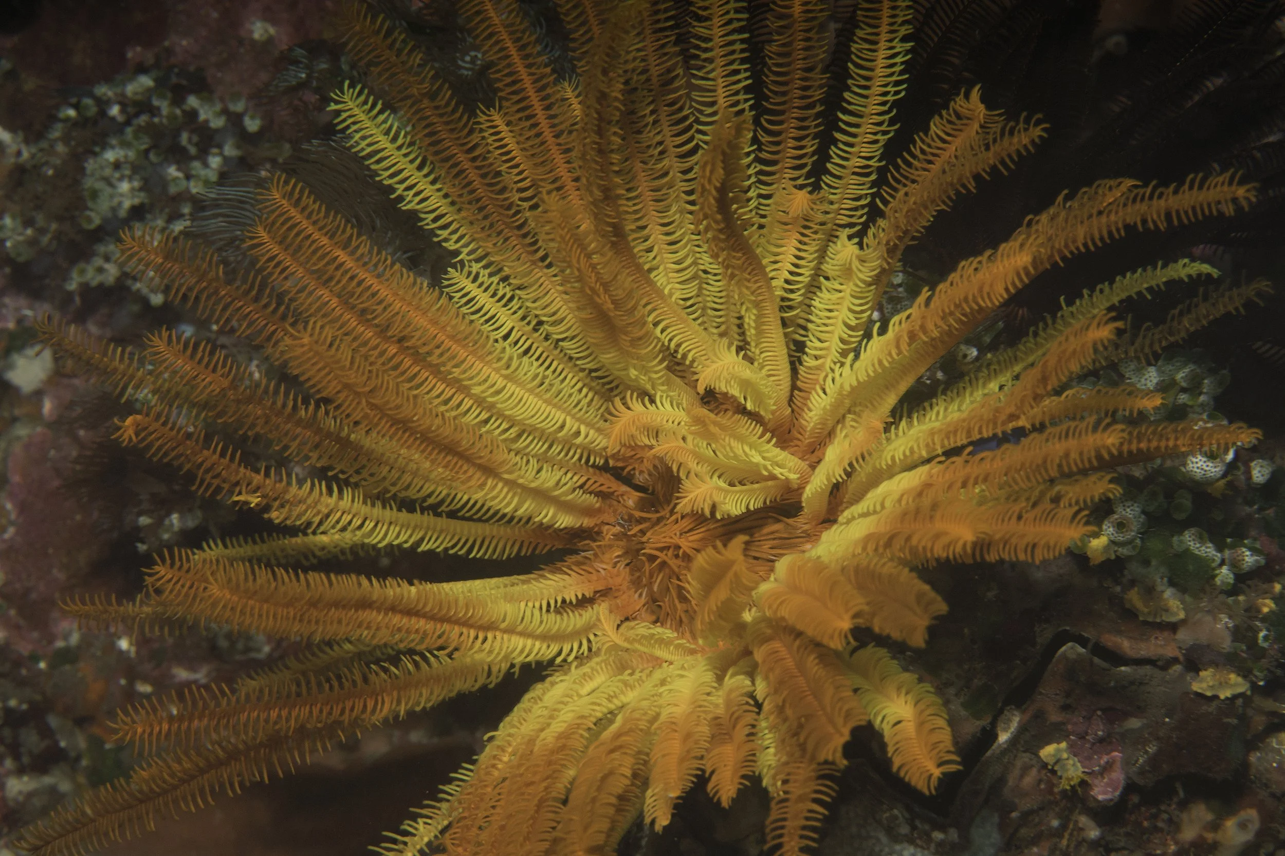 Komodo_DSC06589.jpg