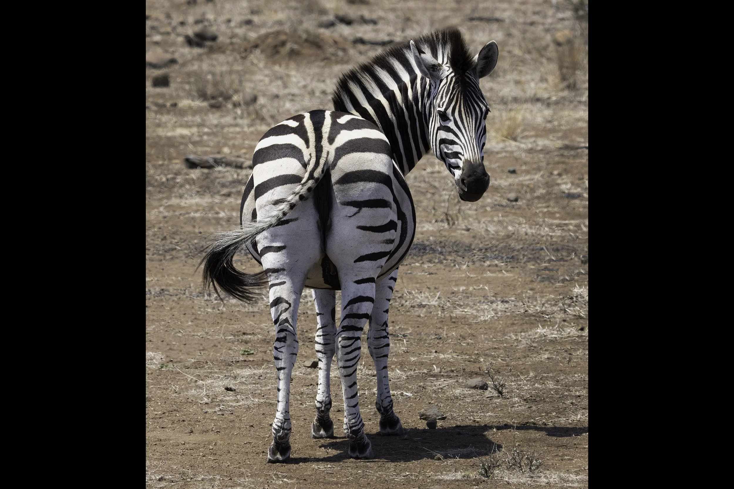 Zebra
