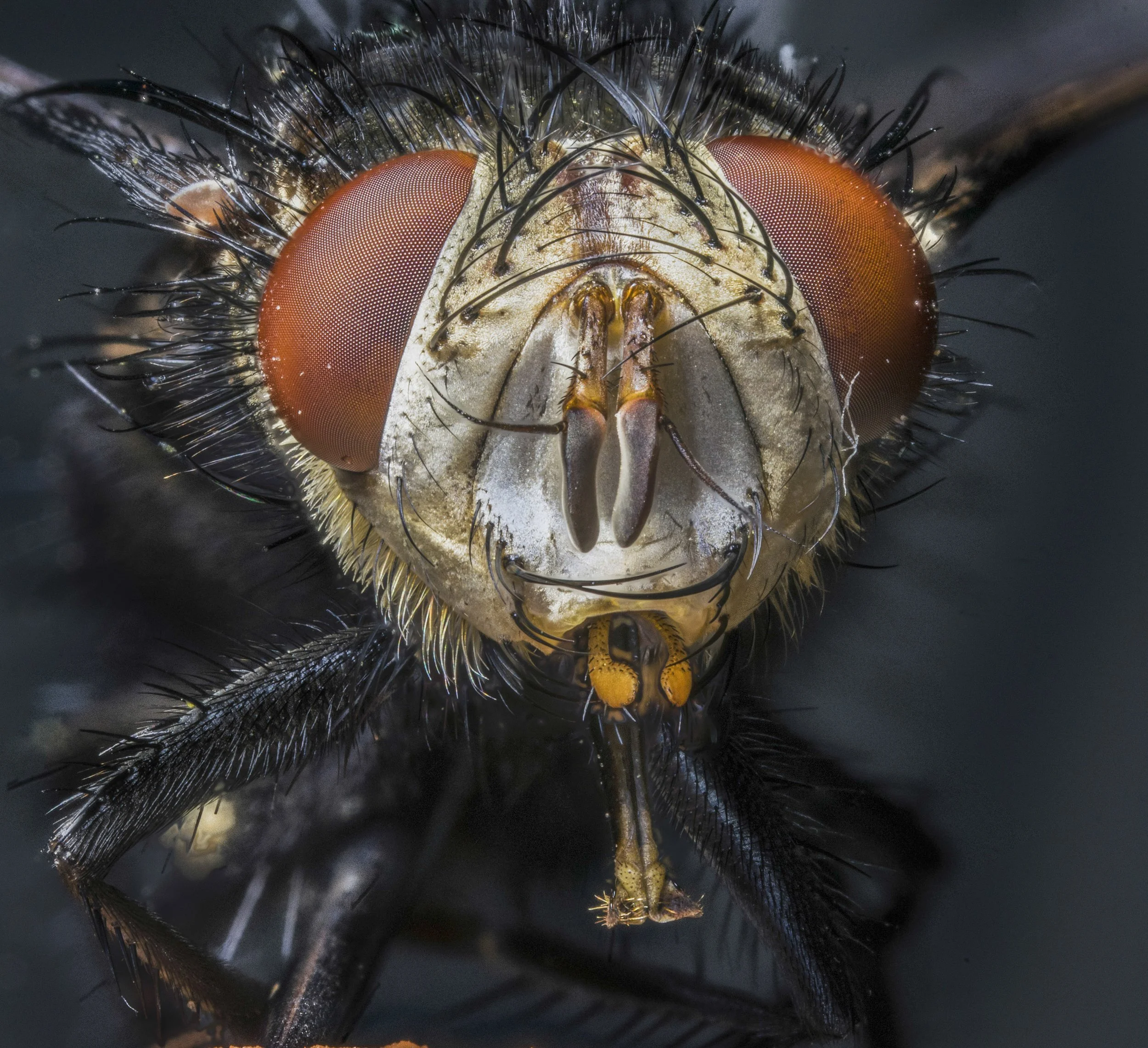 fly_5.jpg