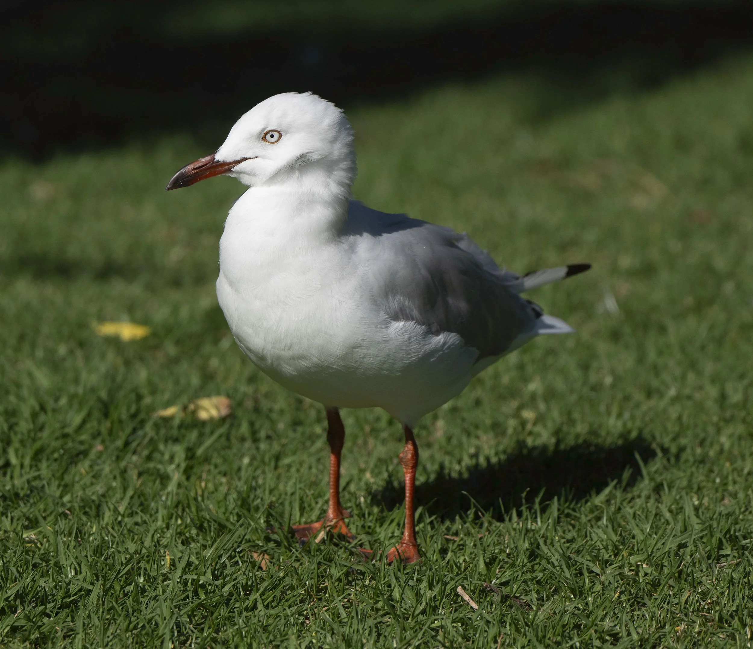 Silver Gull