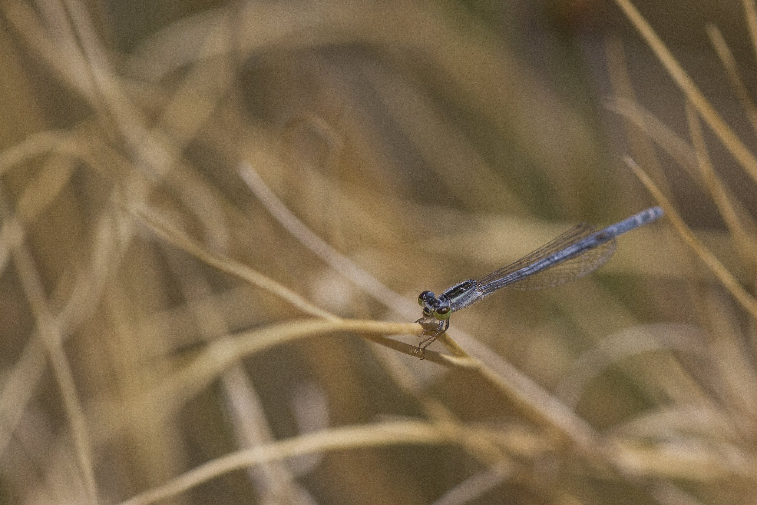 Ischnura hastata_IMG_2843.jpg