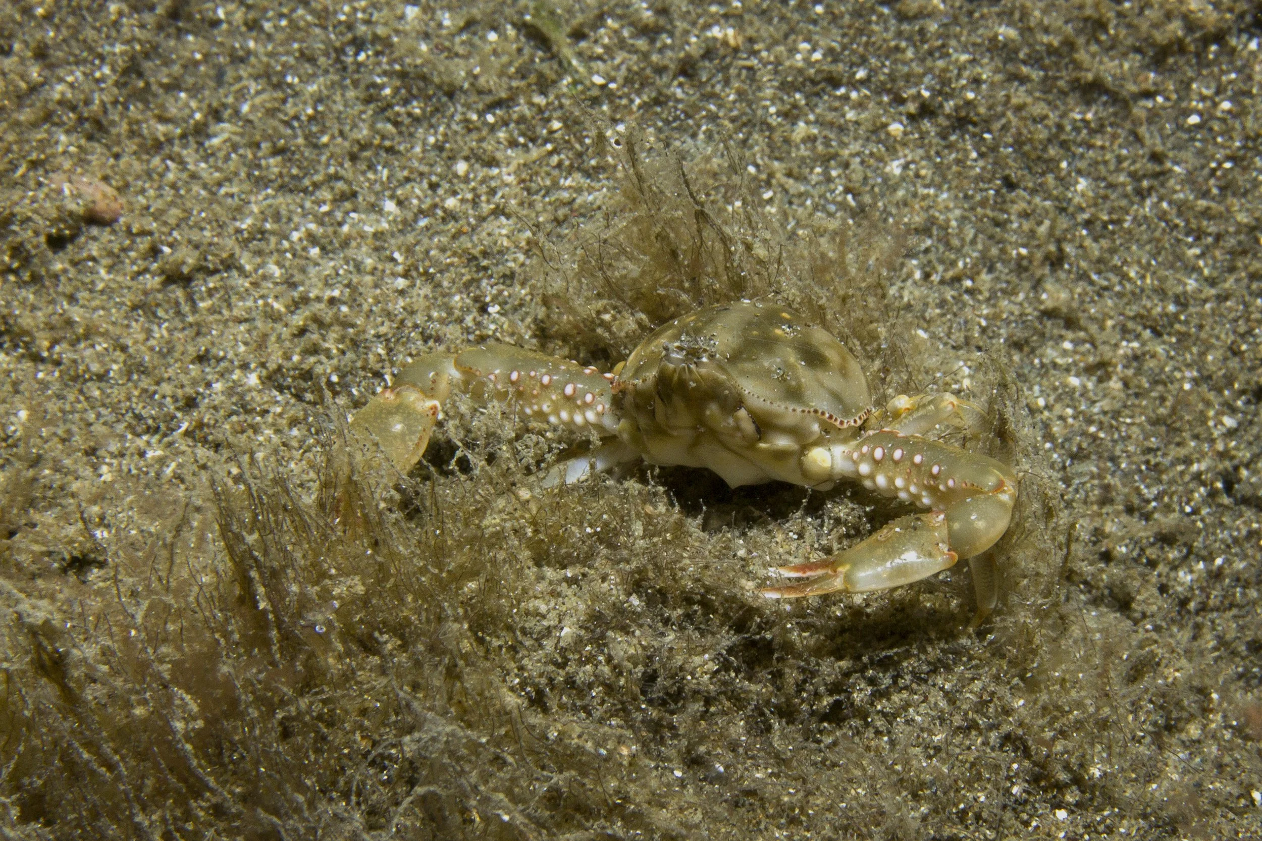 Halmahera_IMG_2467.jpg