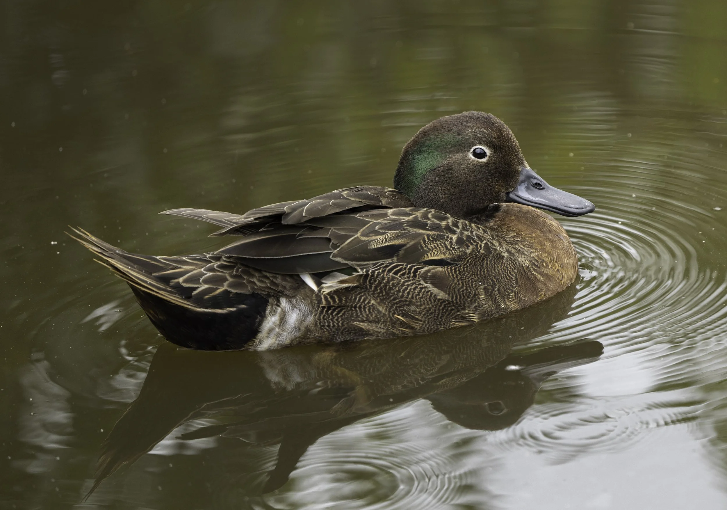 Brown Teal