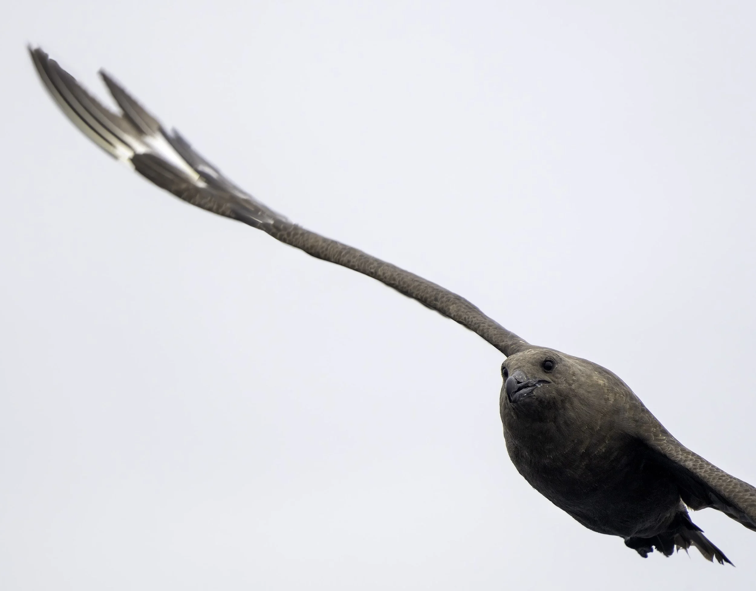 Brown Skua