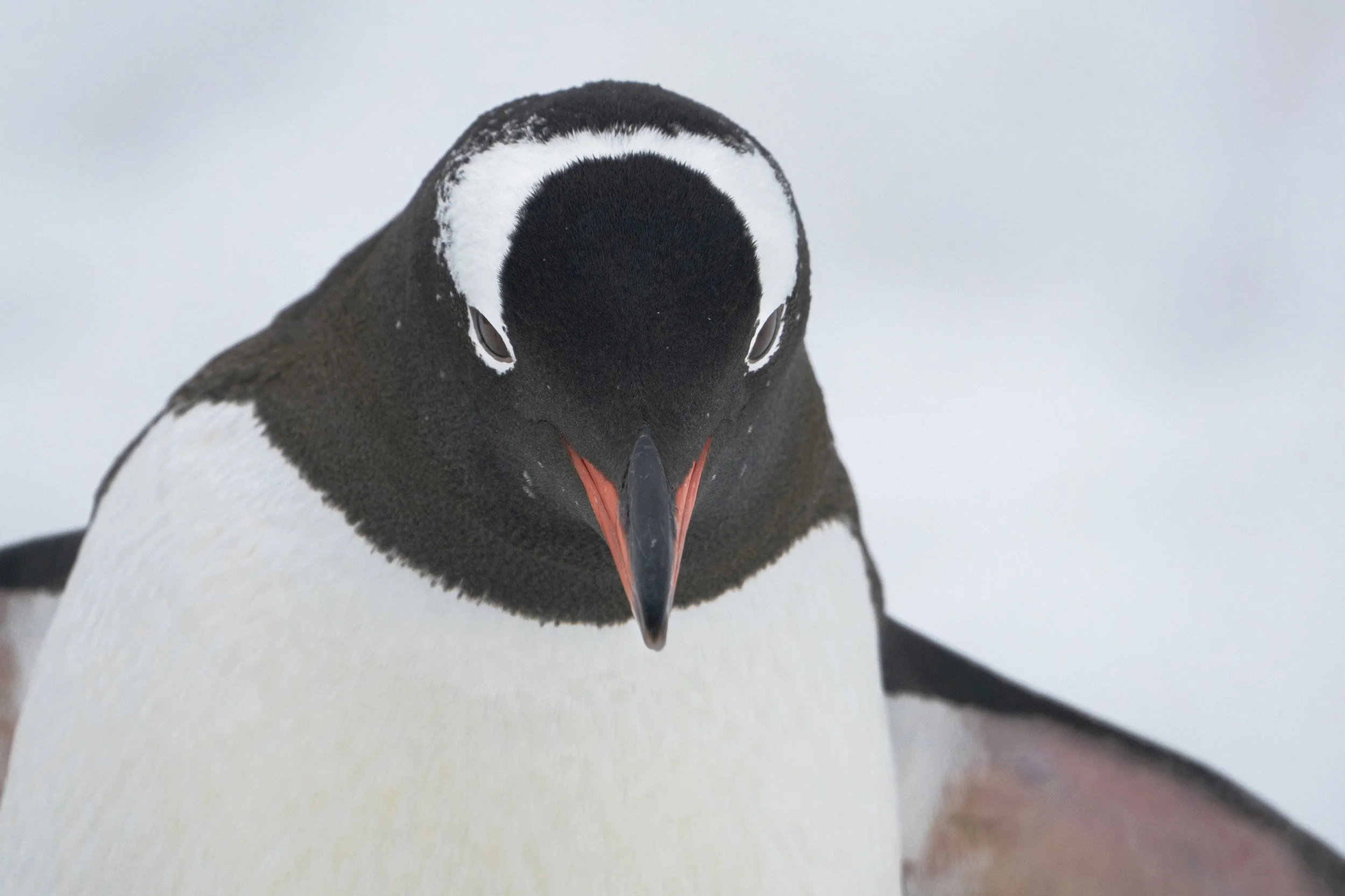 Gentoo Penguin