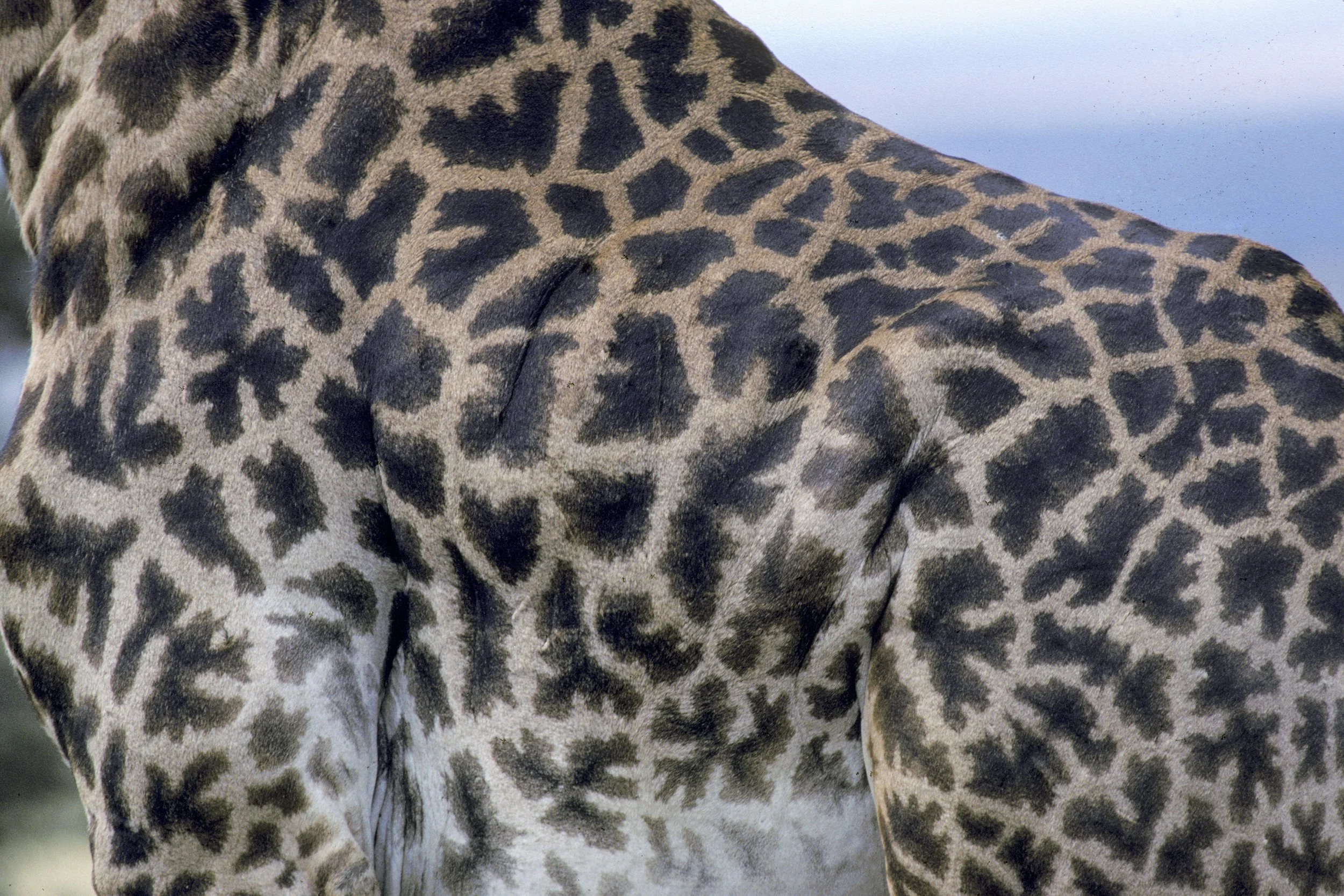 Giraffe