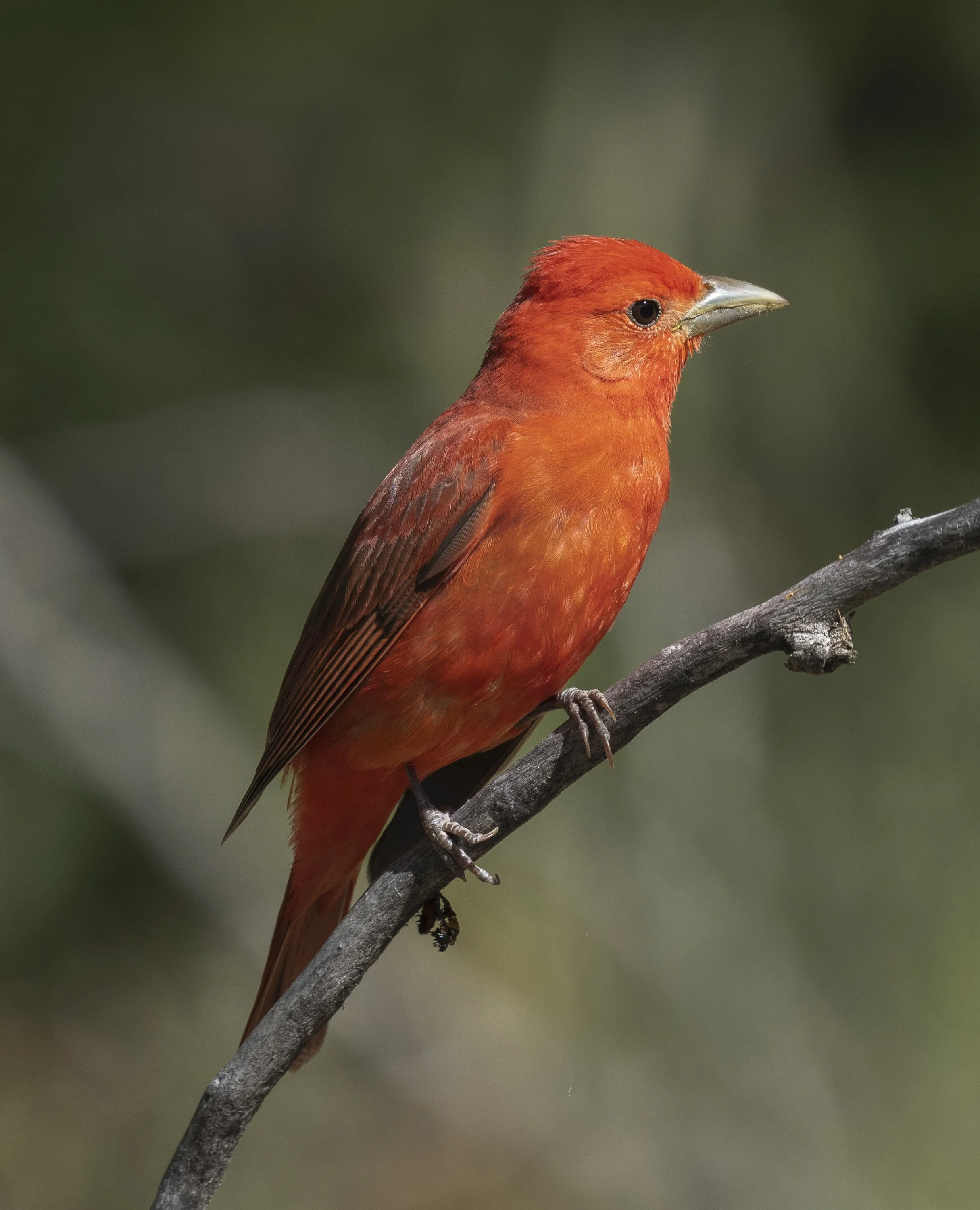 Summer Tanager