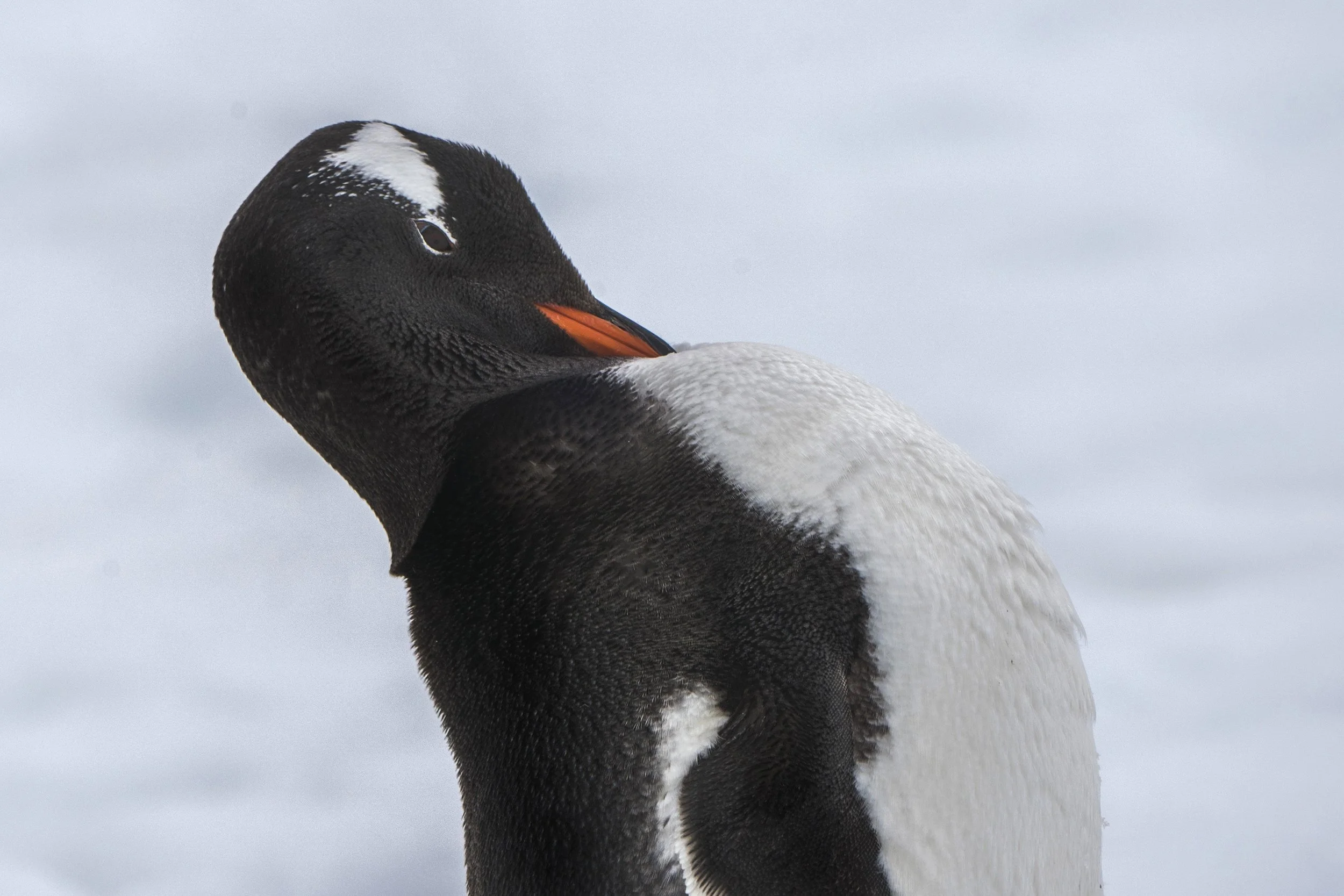 Gentoo Penguin