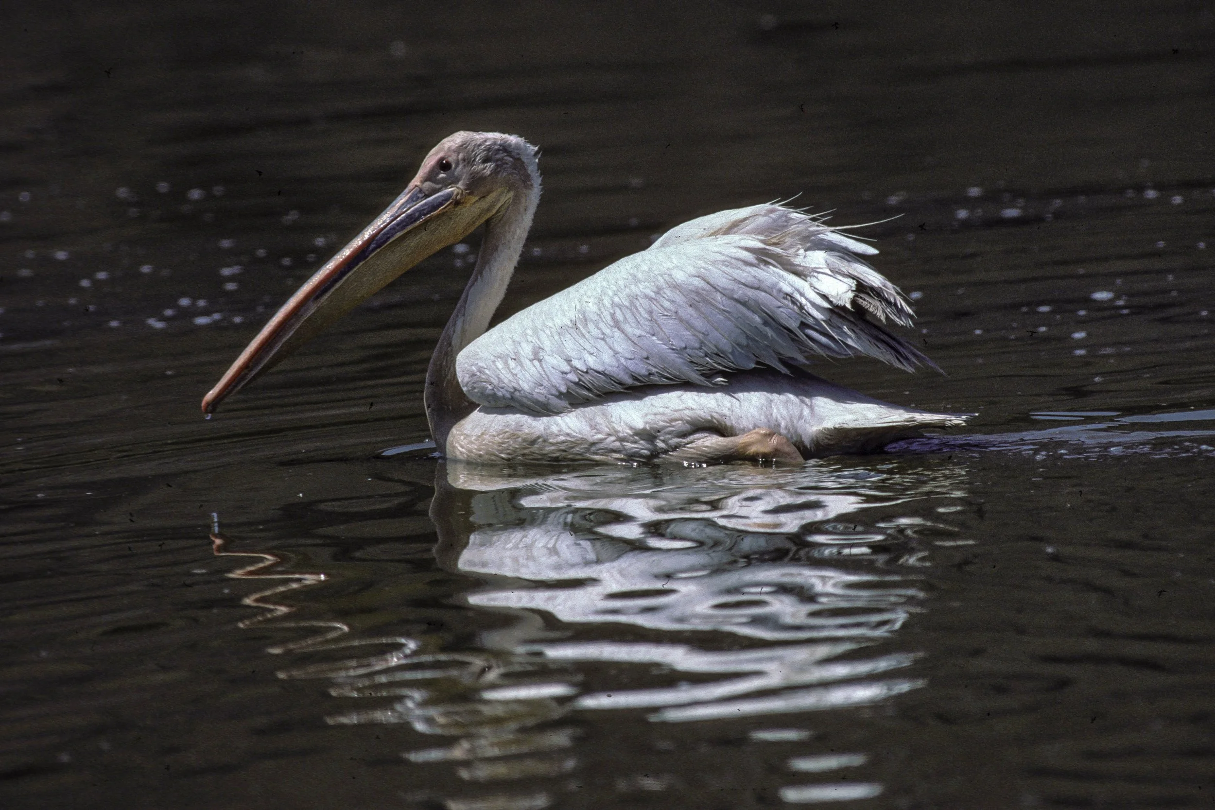 African White Pelican