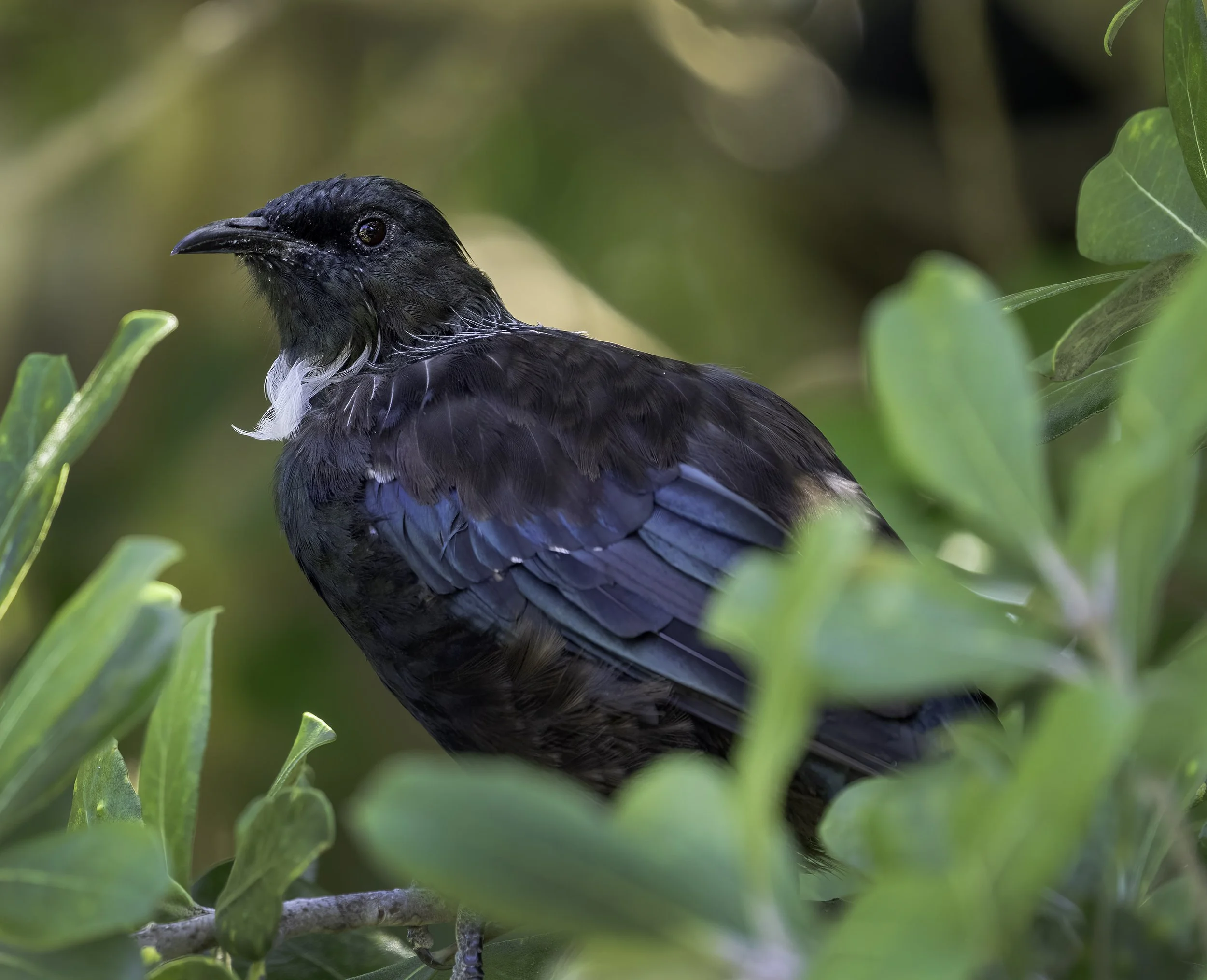 Tui