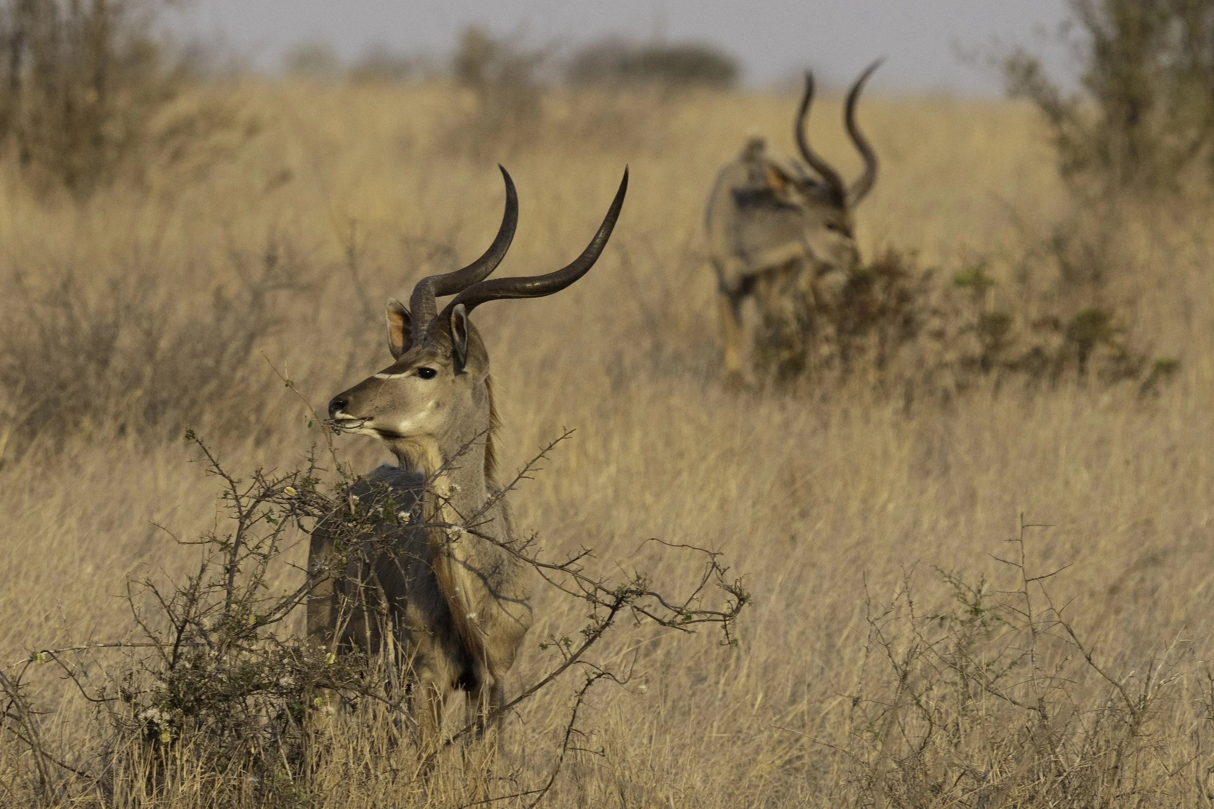 Greater Kudu