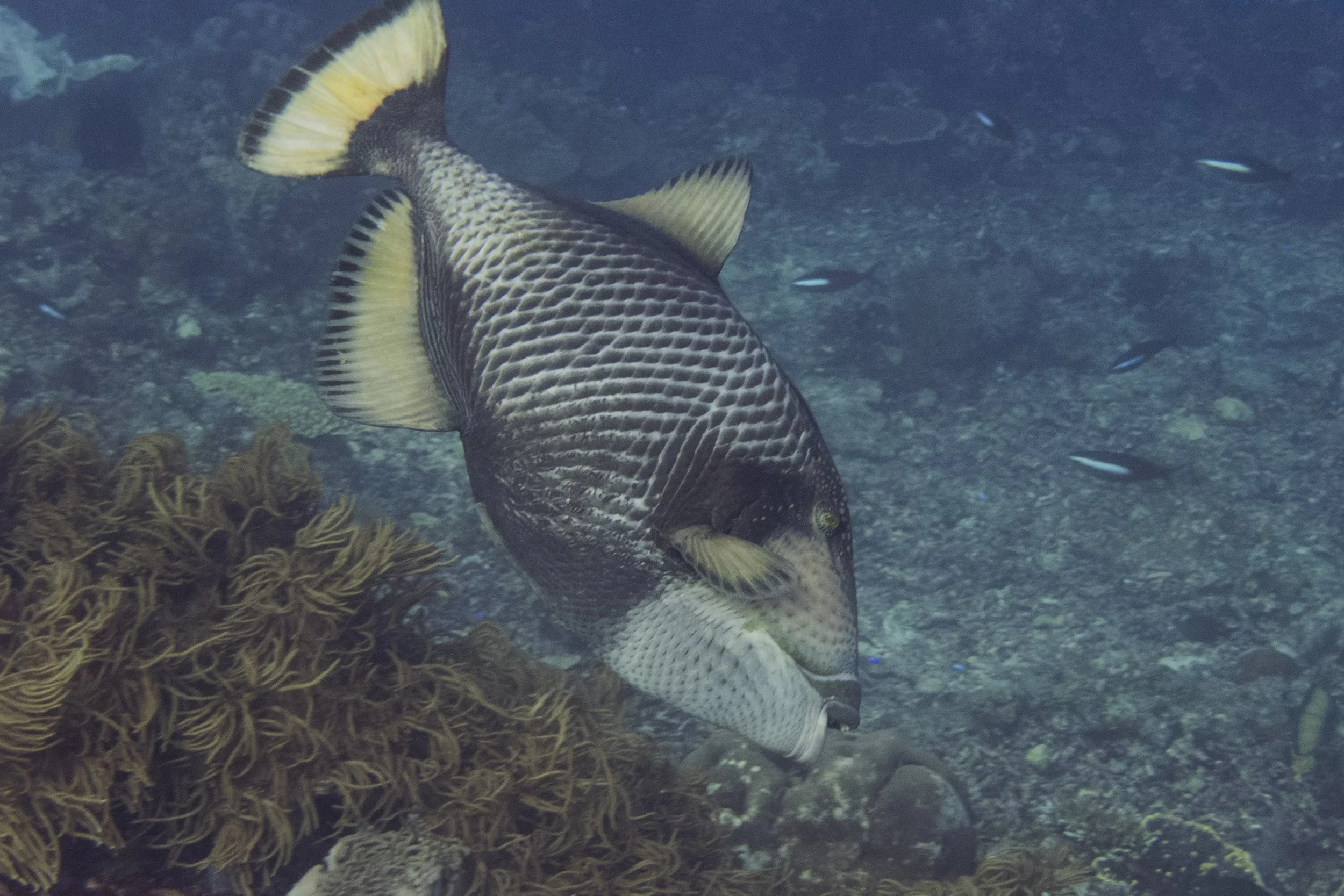 Komodo_DSC01834.jpg