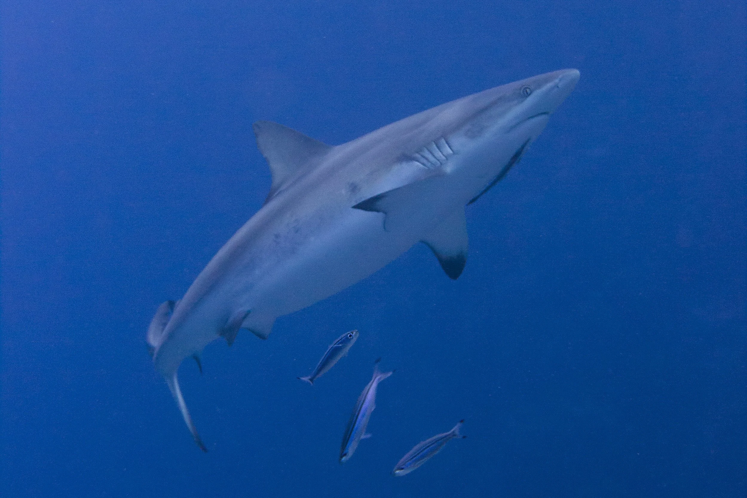 Grey Reef Shark