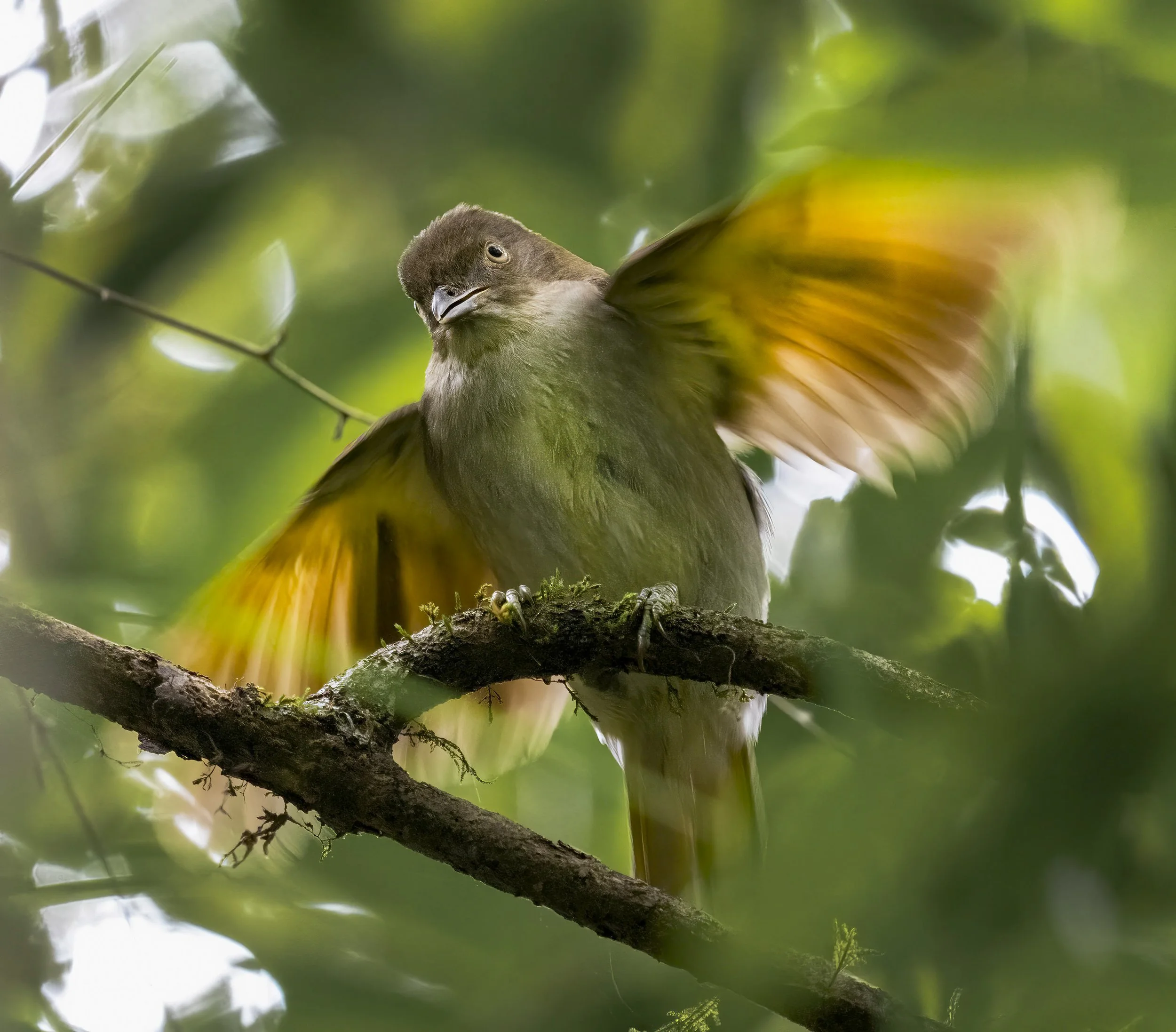 Golden Bowerbird