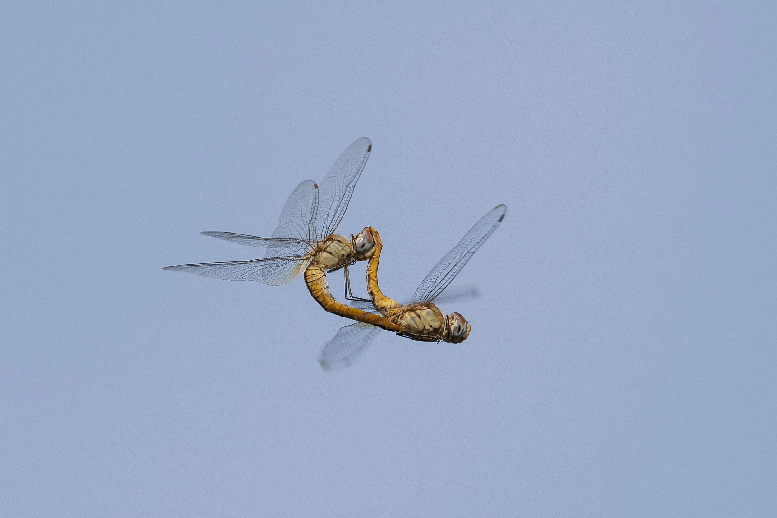 Wandering Glider (Pantala flavescens)_DS3_2739.jpg