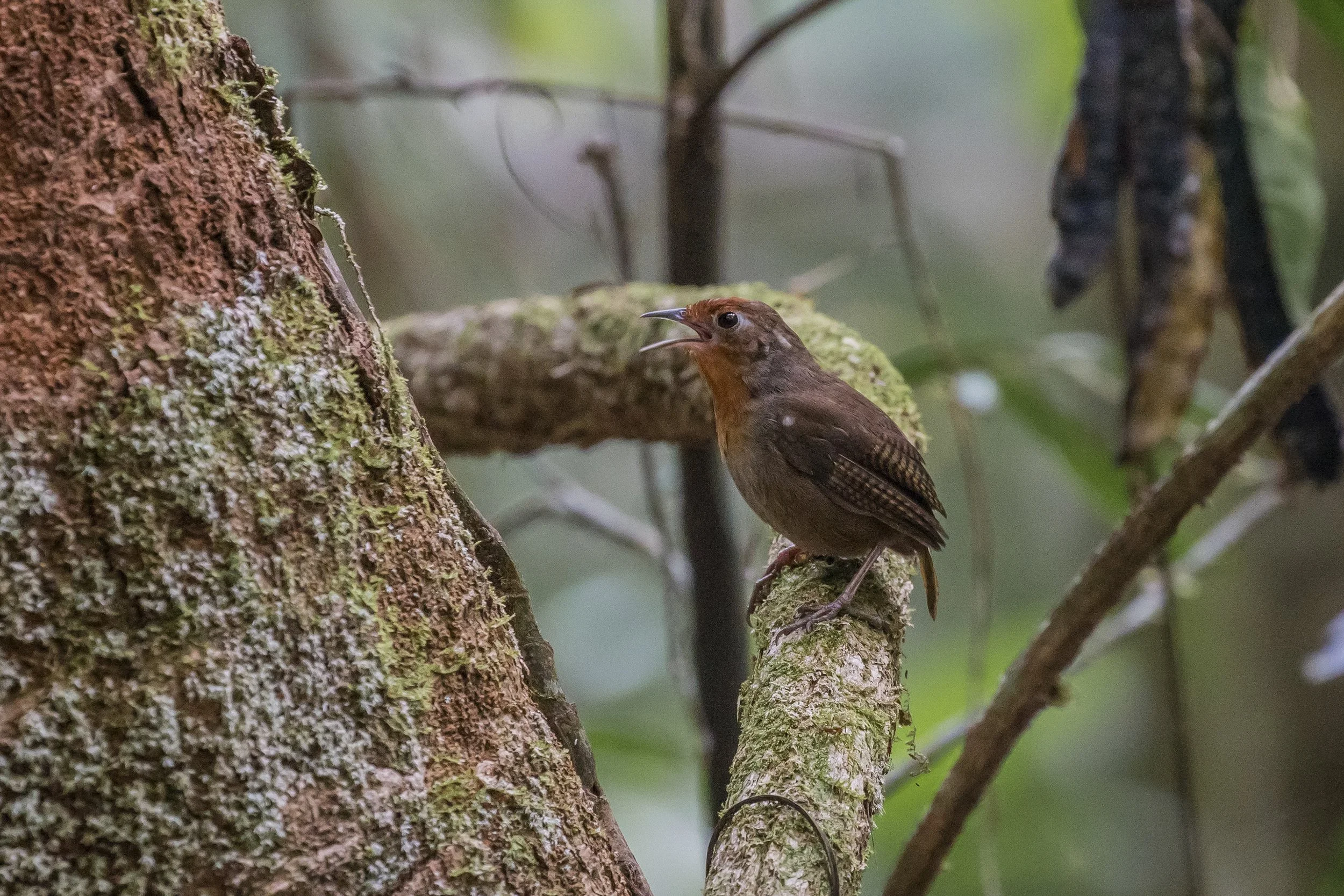 Musician Wren