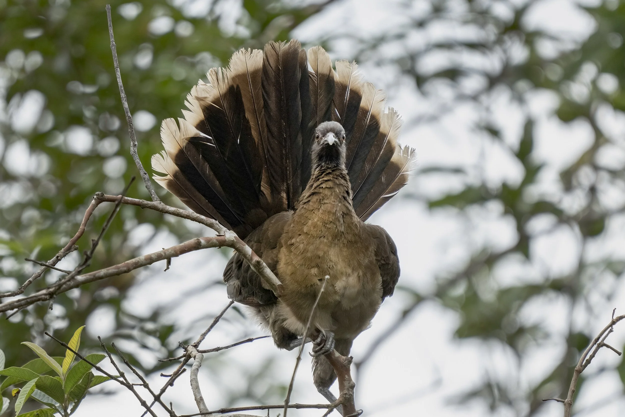 Gray-headed Chachalaca