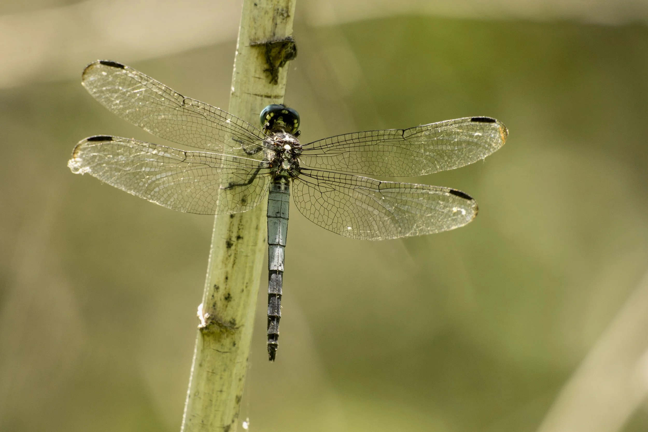Gray-waisted Skimmer (Cannaphila insularis)_DSC08257.jpg