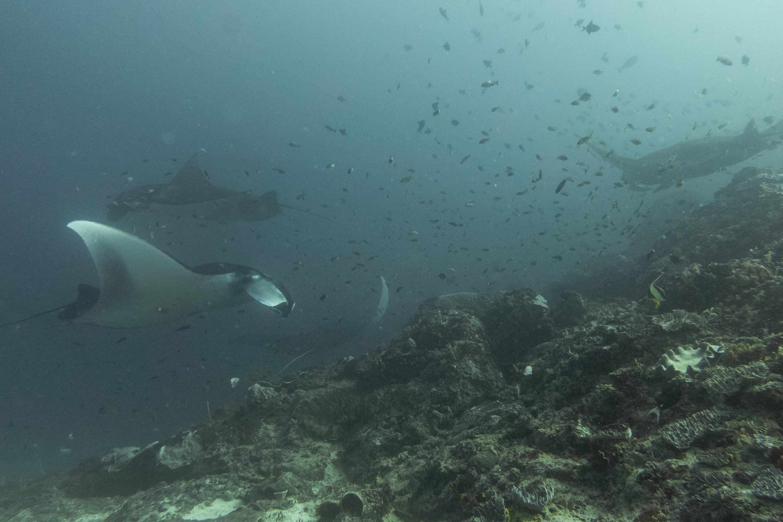 Komodo_DSC04492.jpg