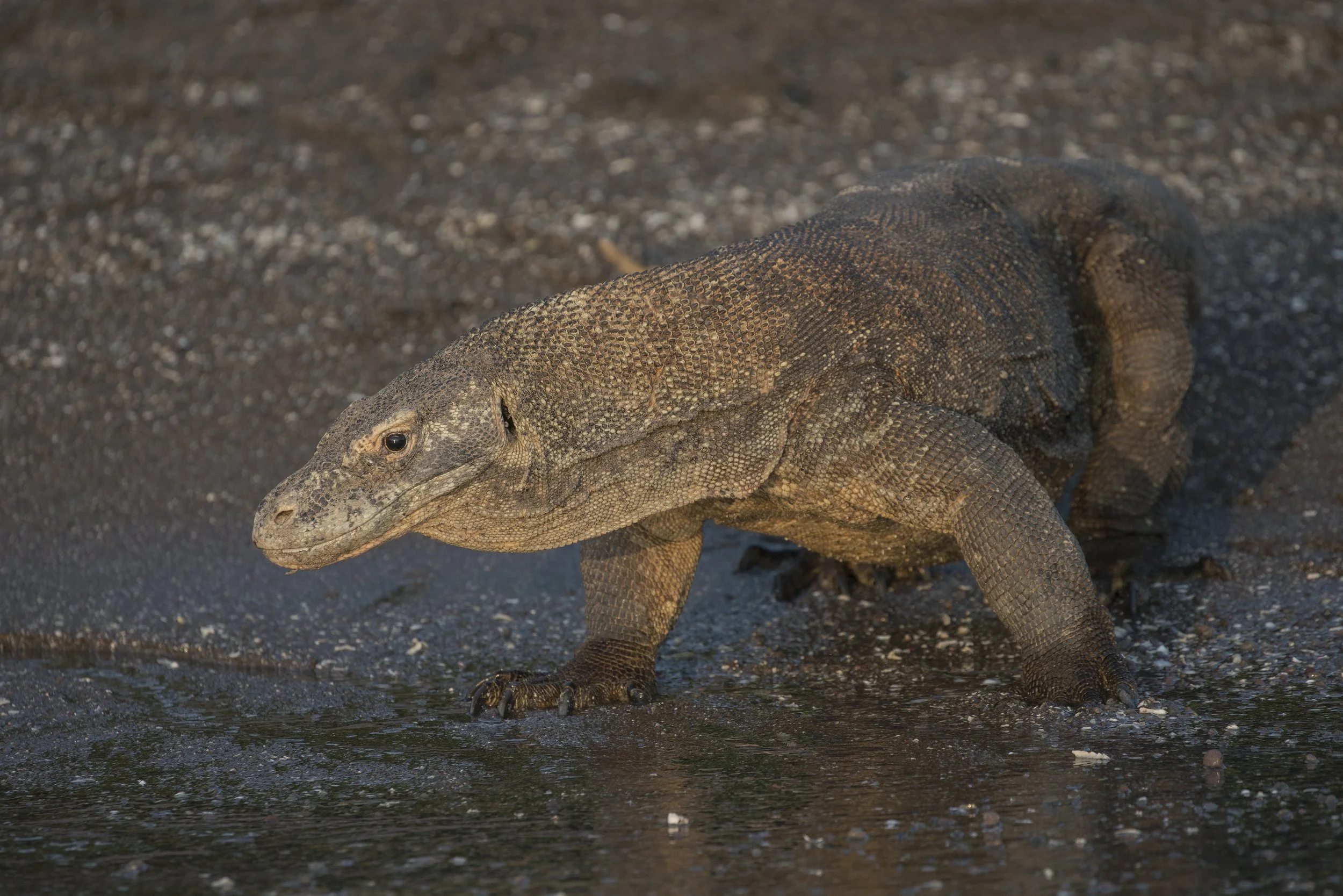 Komodo_DSC01753.jpg