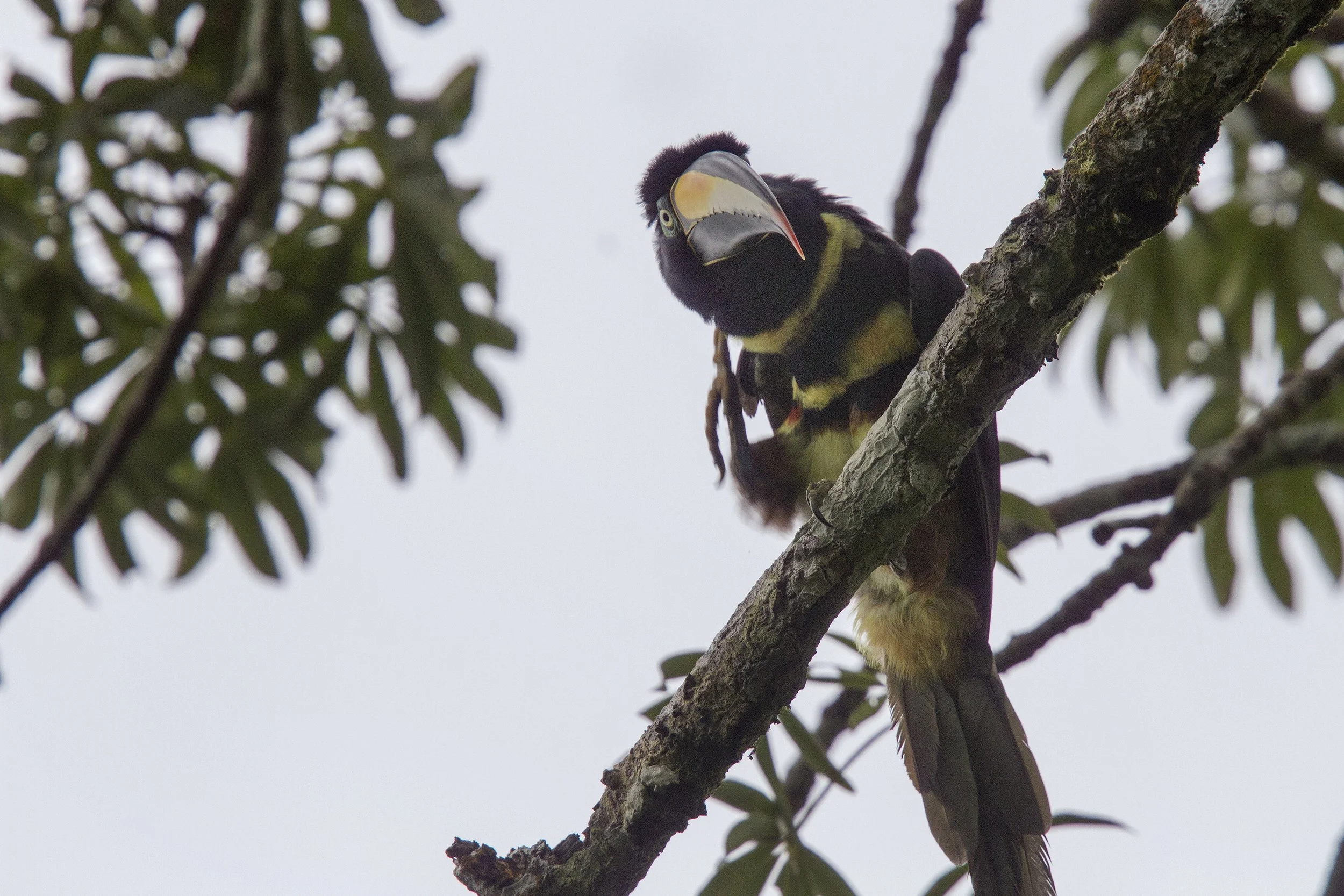 Many Banded Aracari