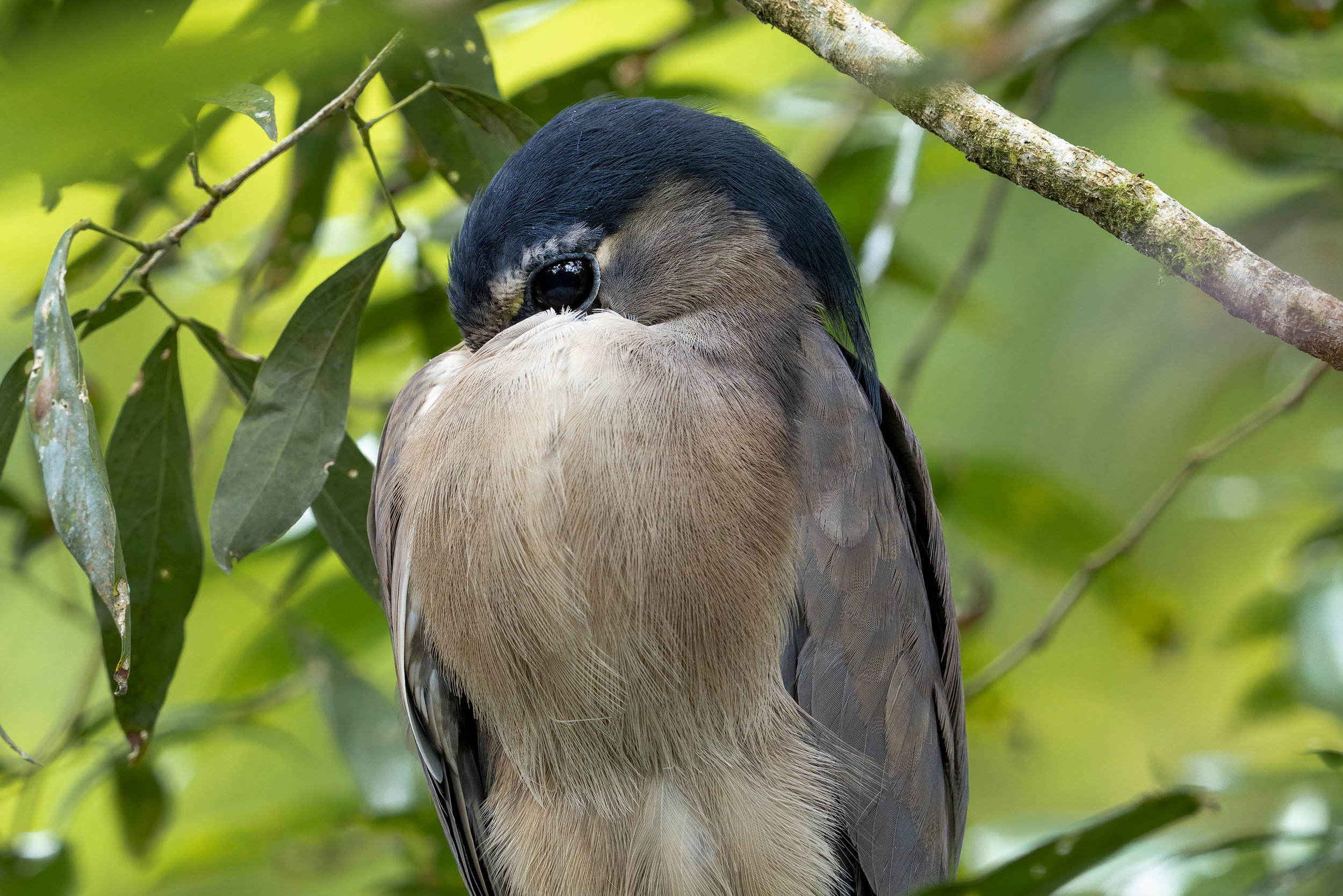 Boat Billed Heron