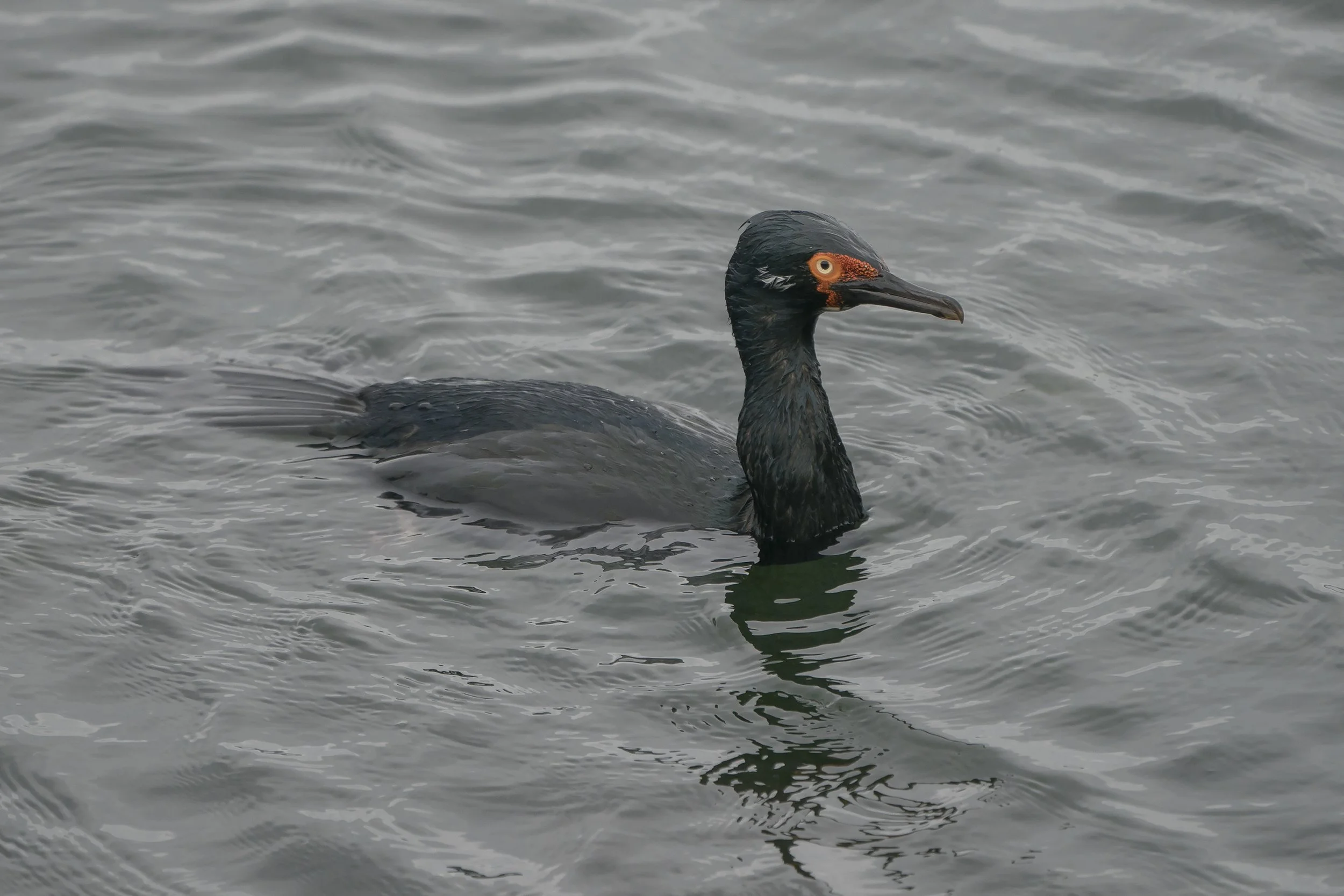 Rock Cormorant