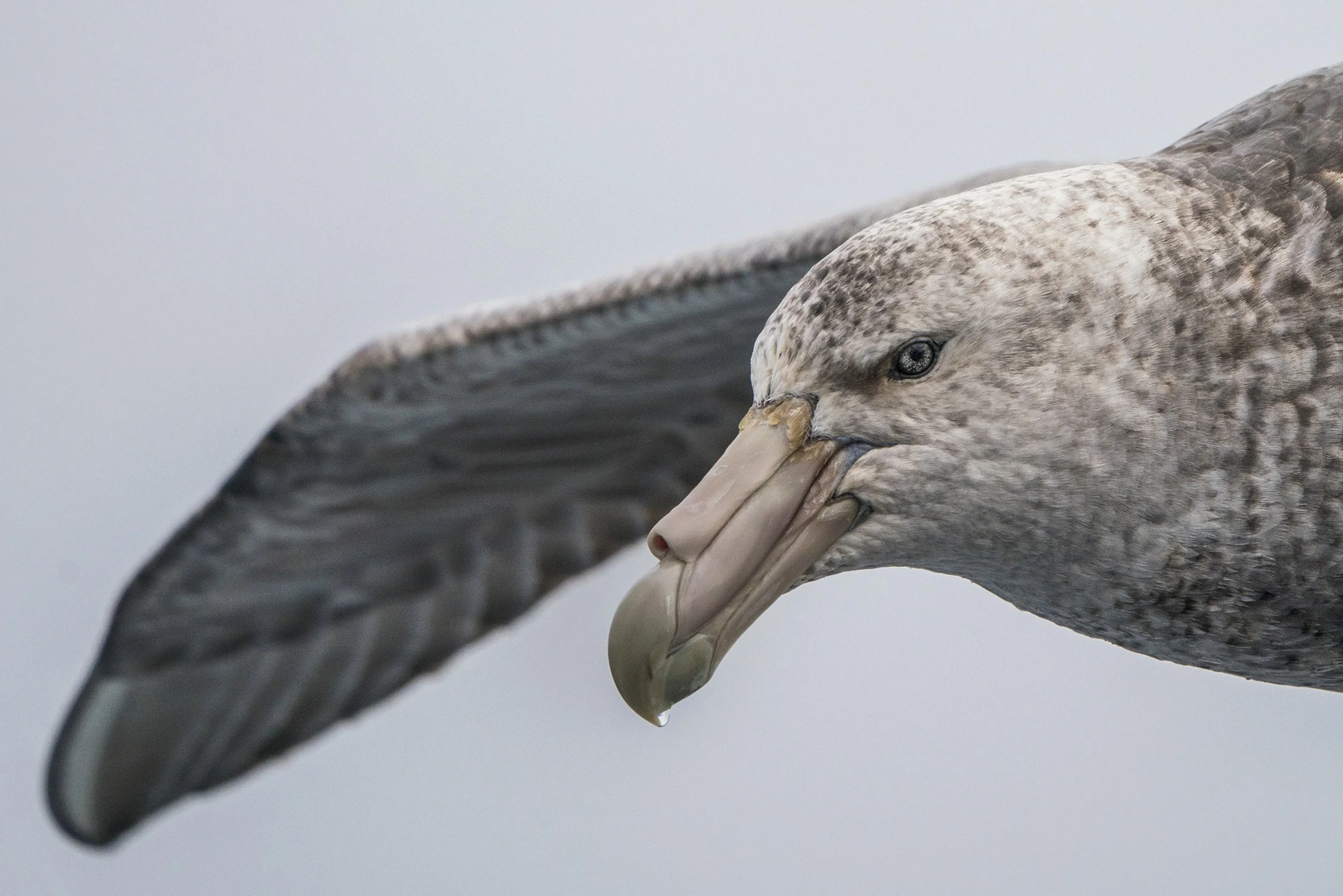 Southern Giant Petrel