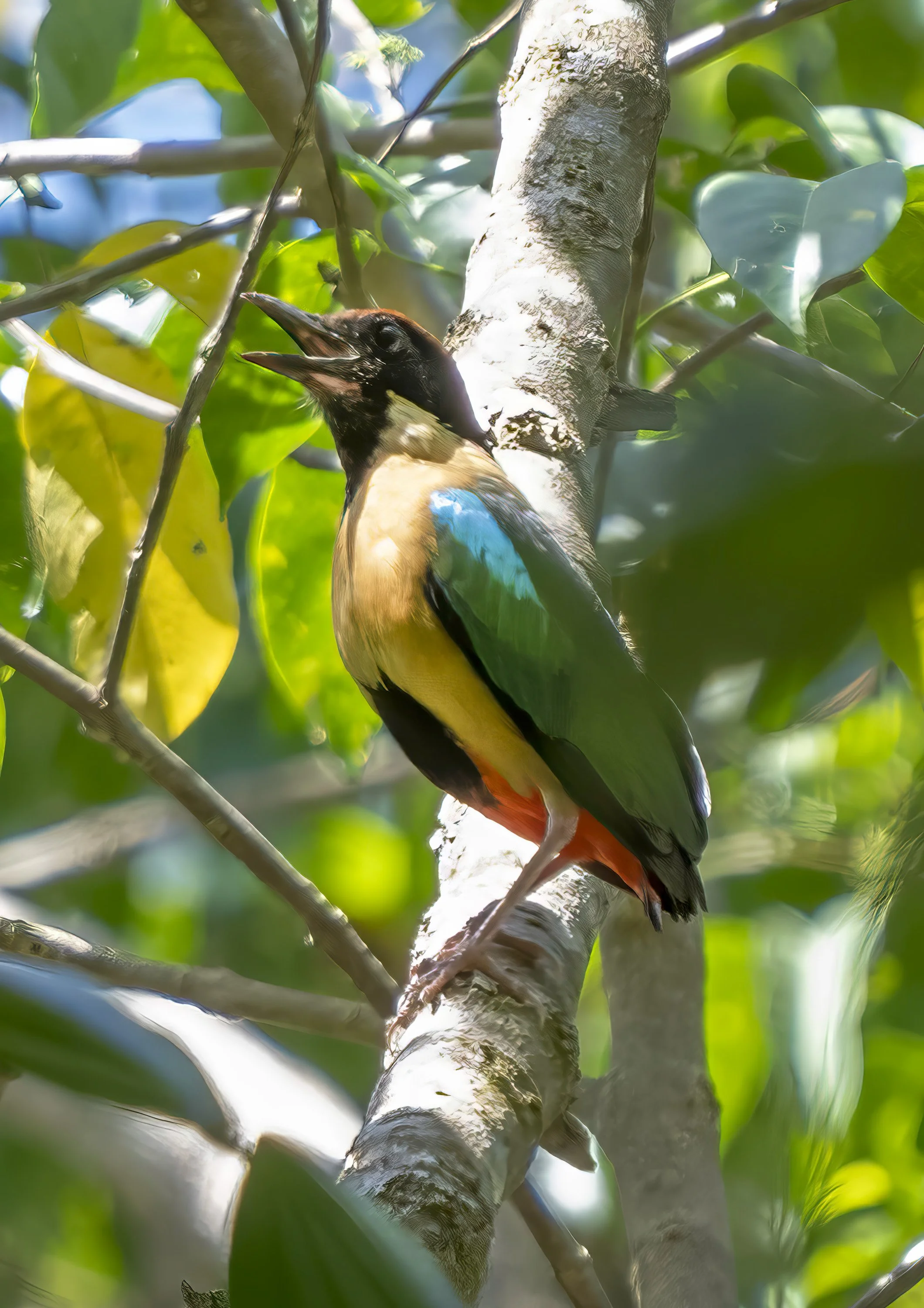 Noisy Pitta