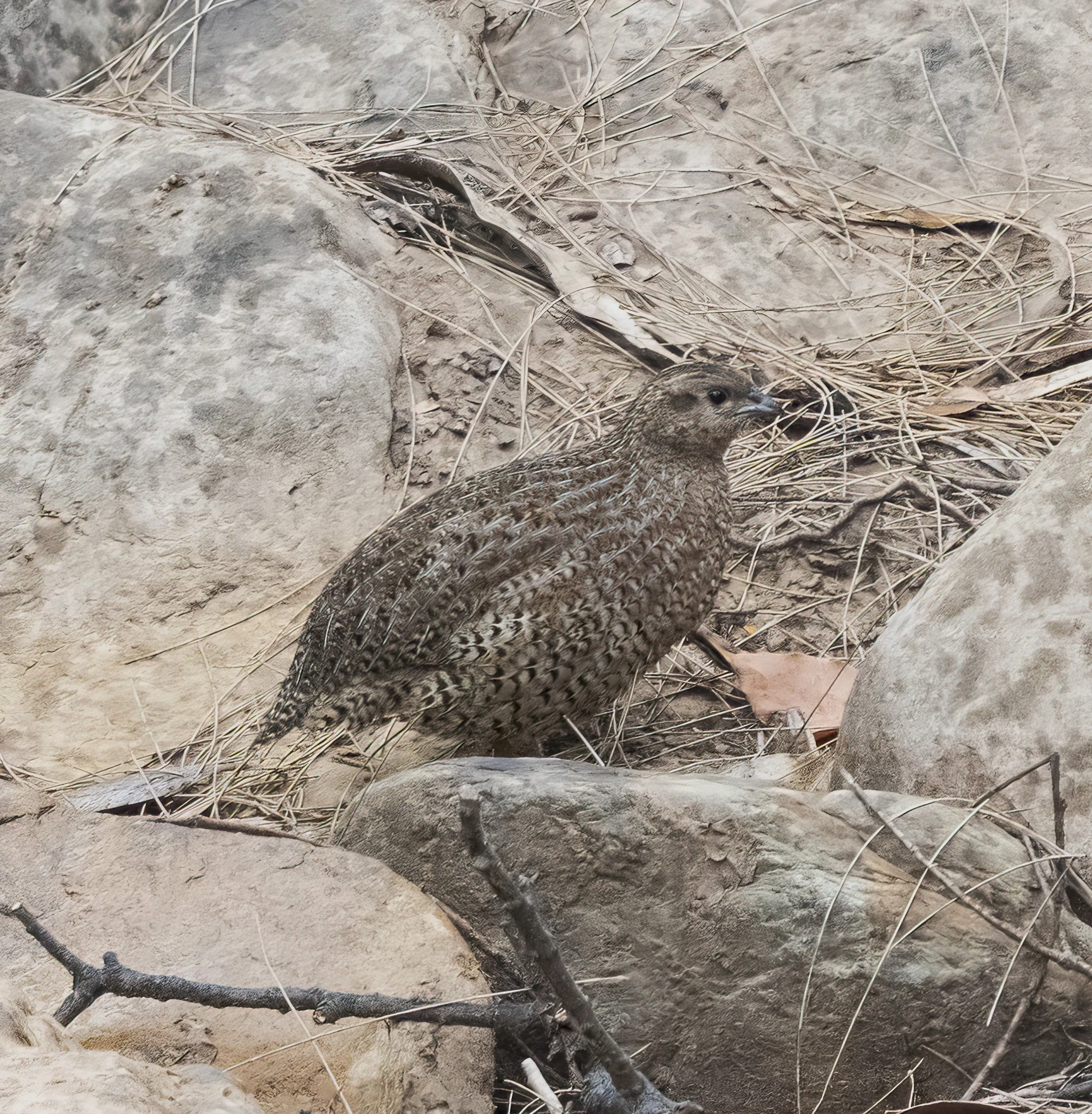 Brown Quail