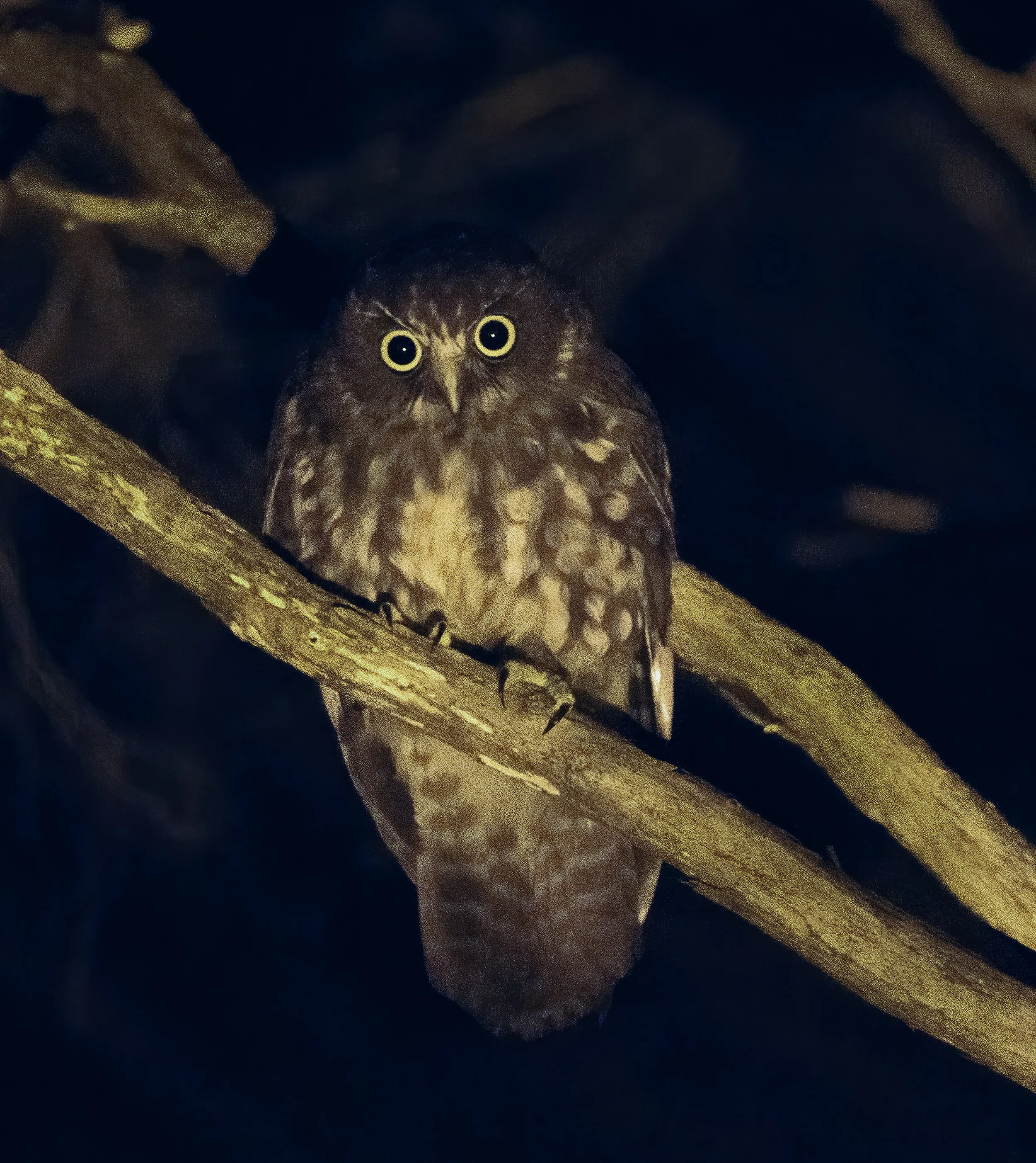 Morepork