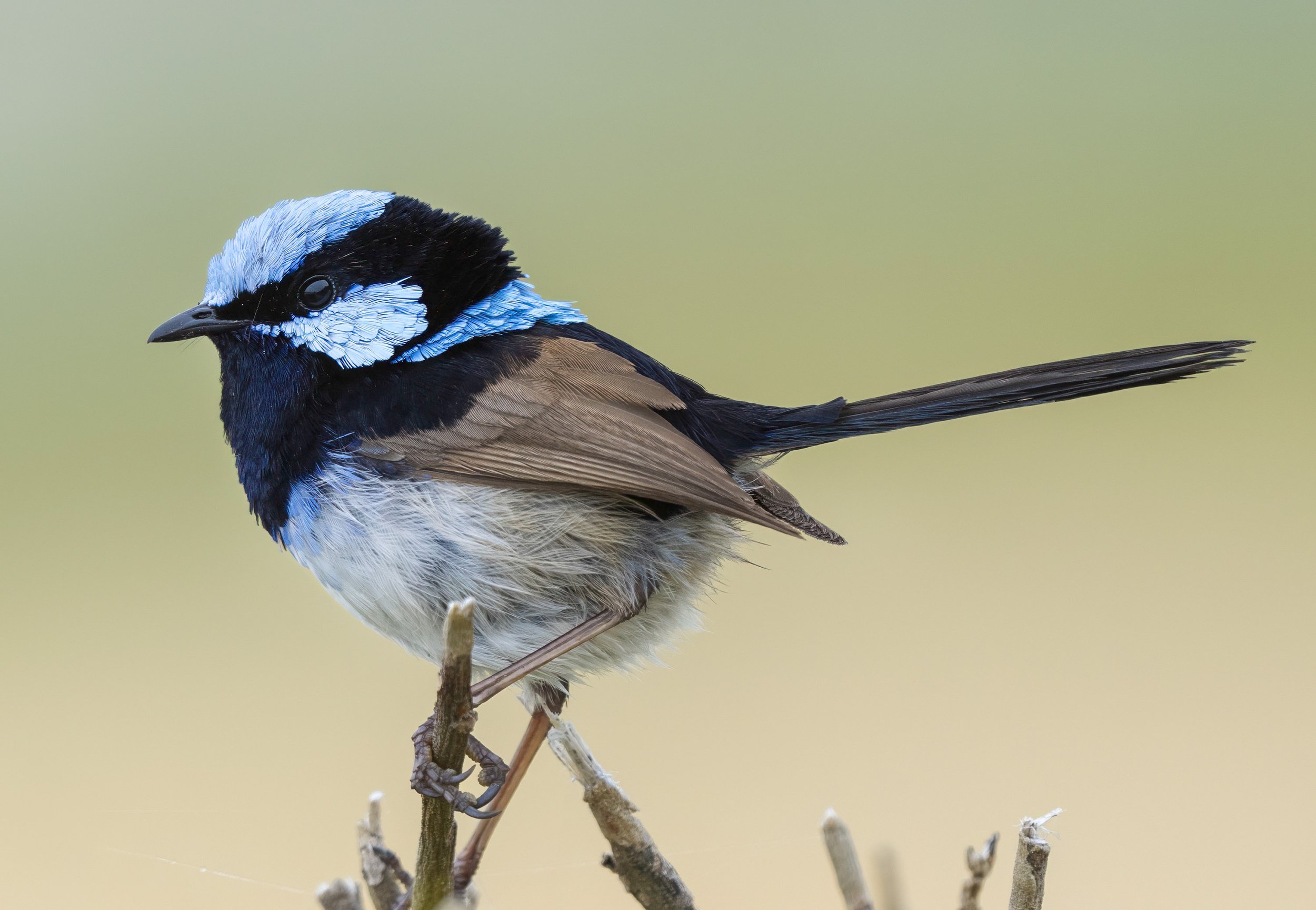 Superb Fairywren