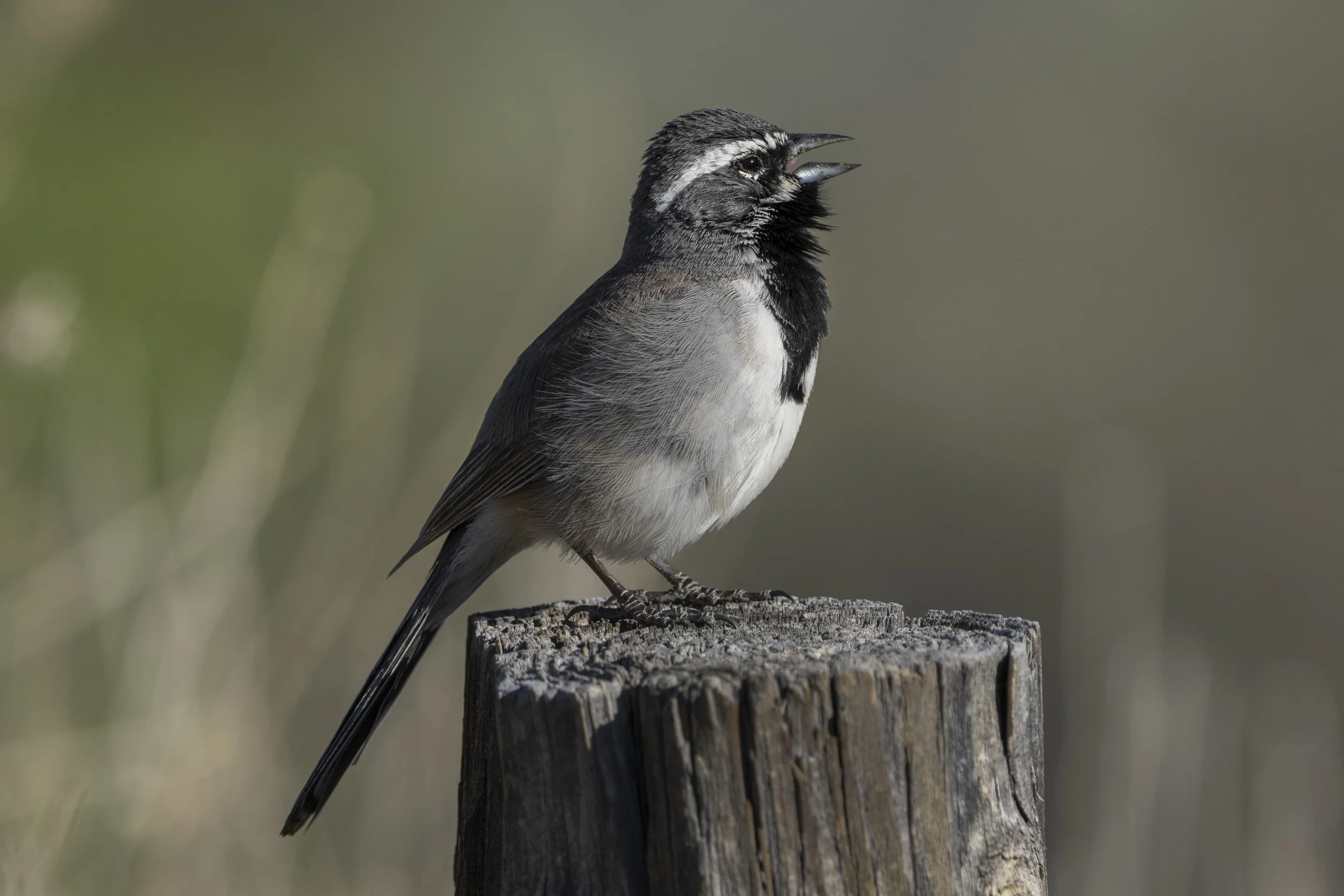 Black Throated Sparrow