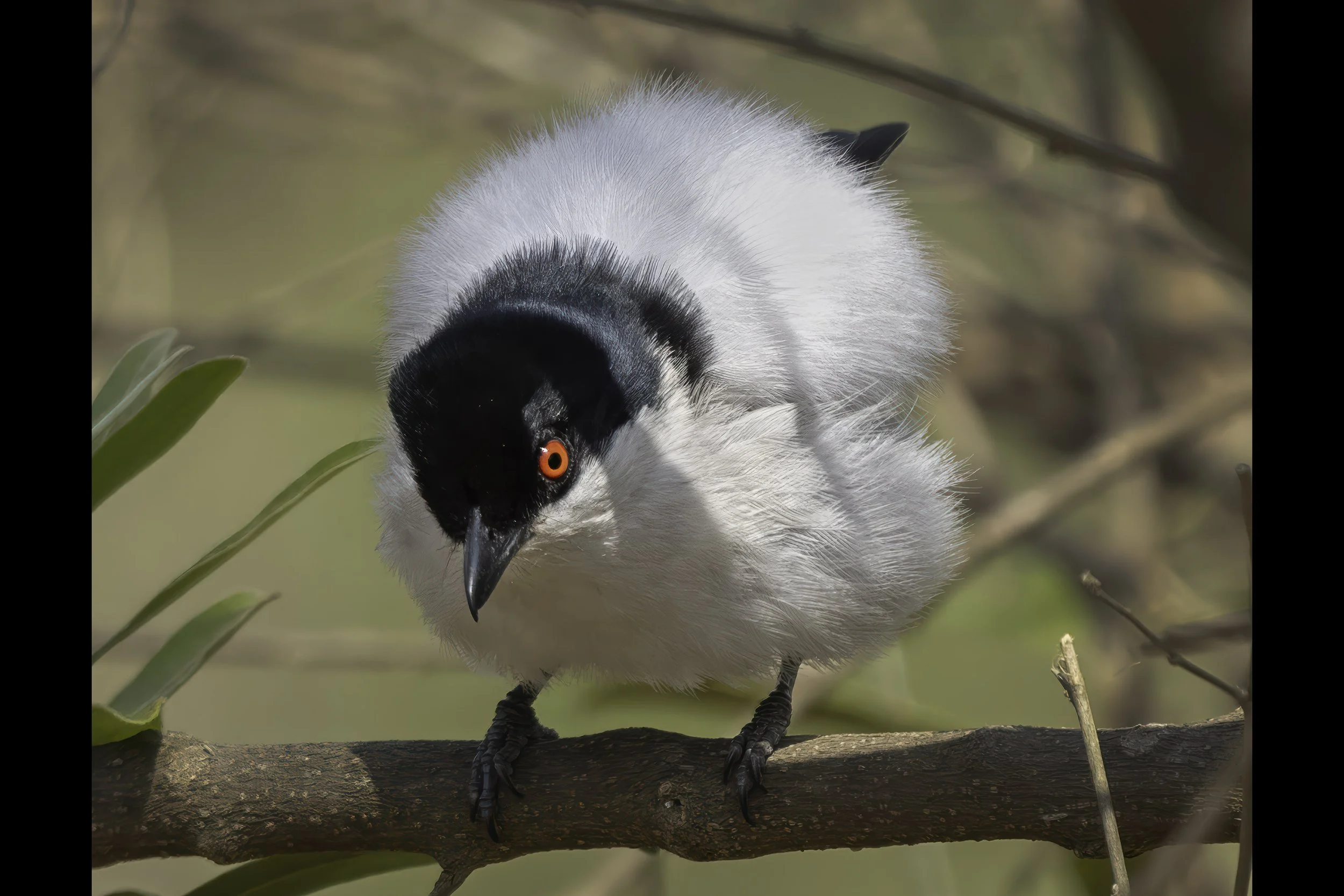 Black Backed Puffback