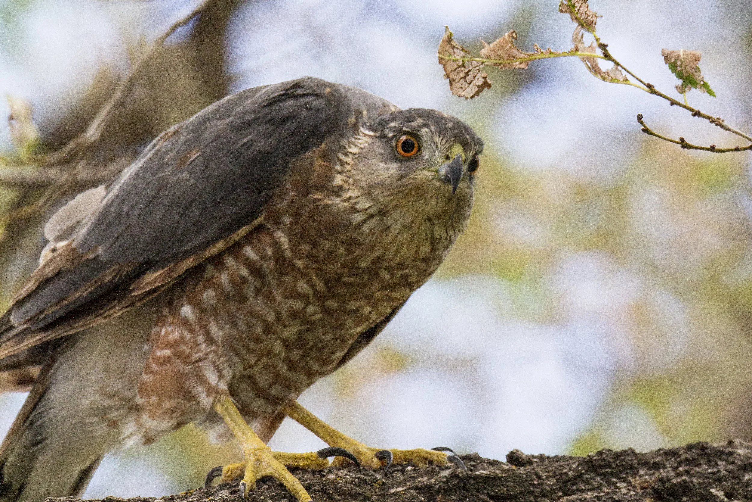 Coopers Hawk