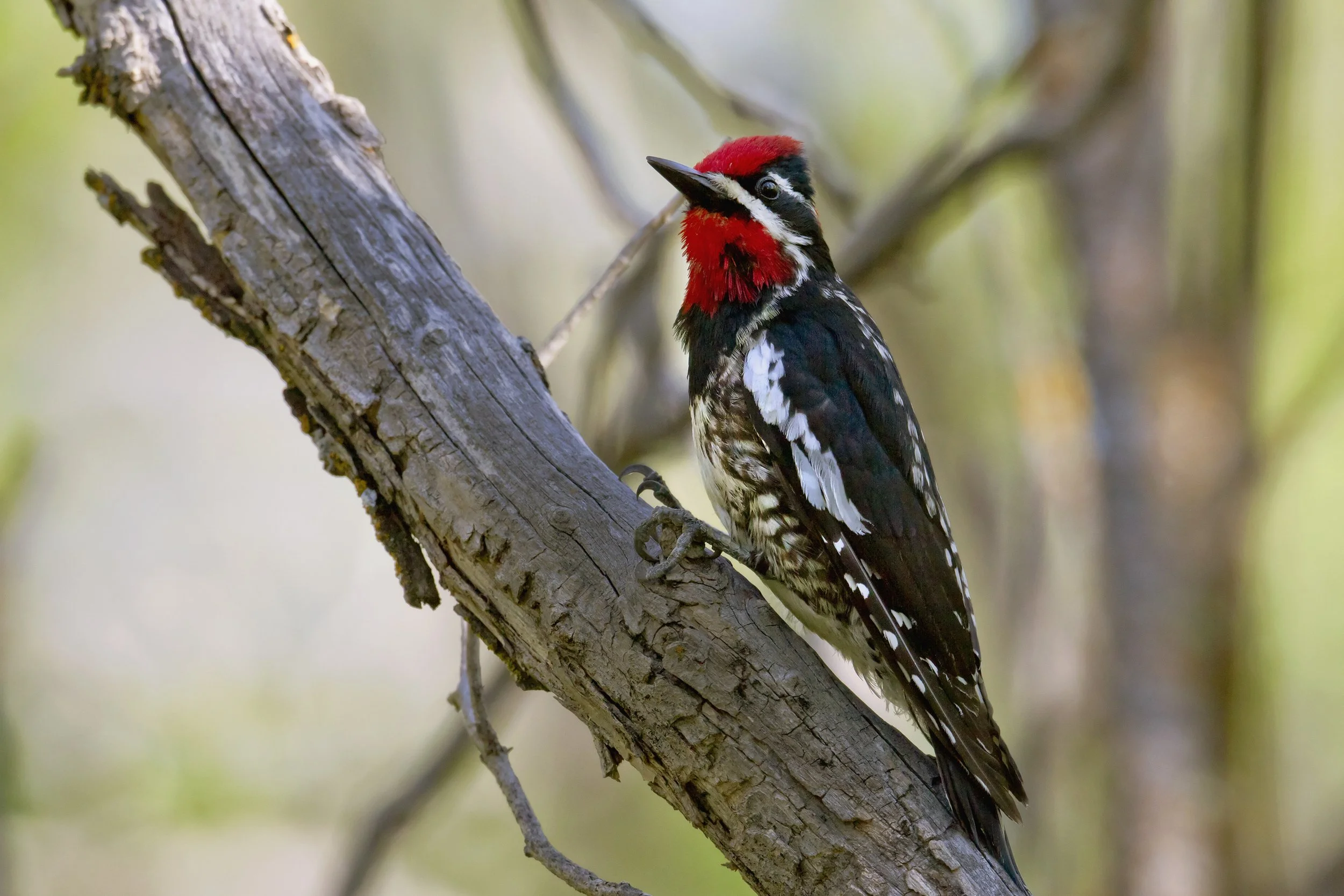 Red Naped Sapsucker
