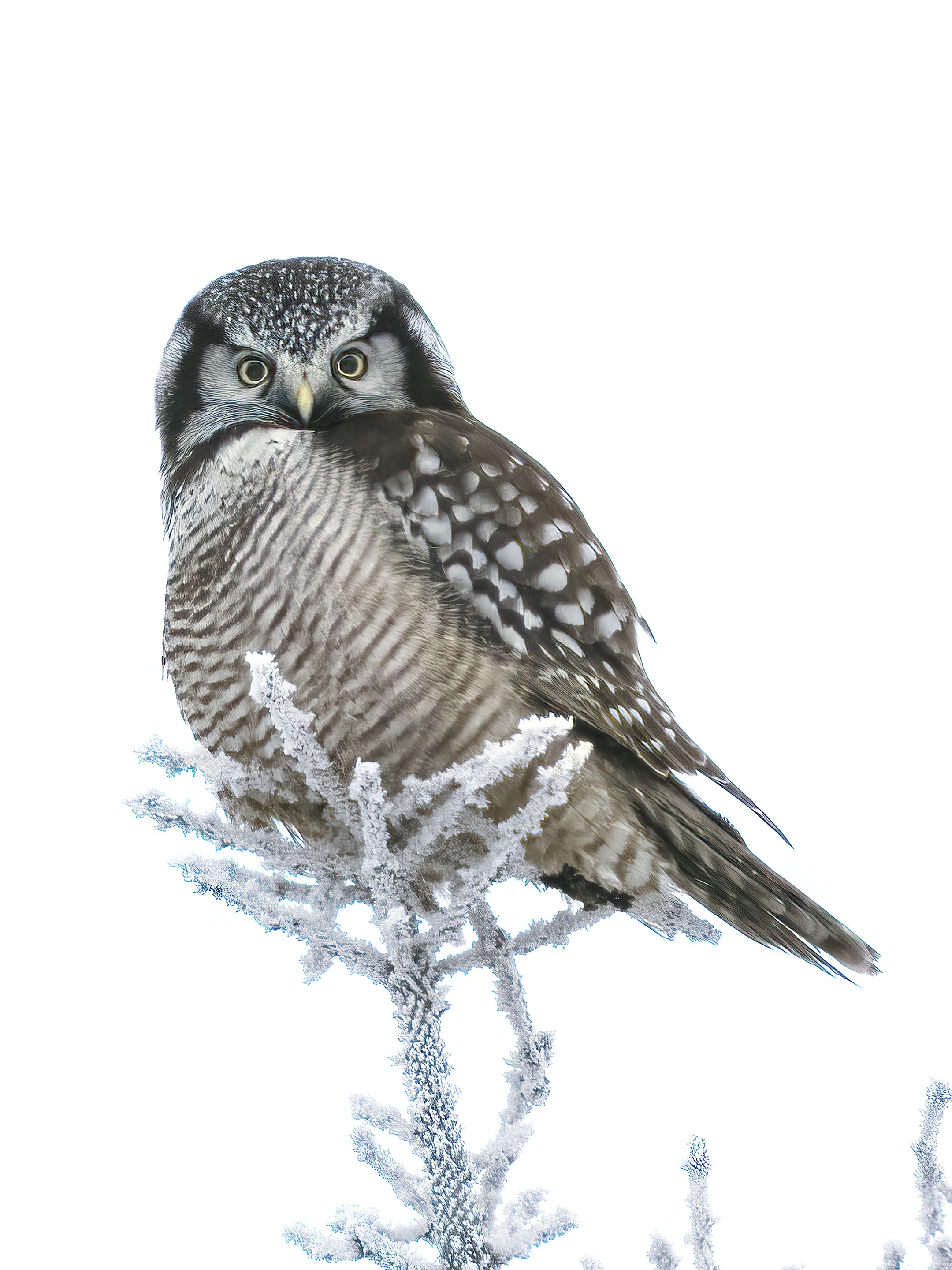 Hawk Owl