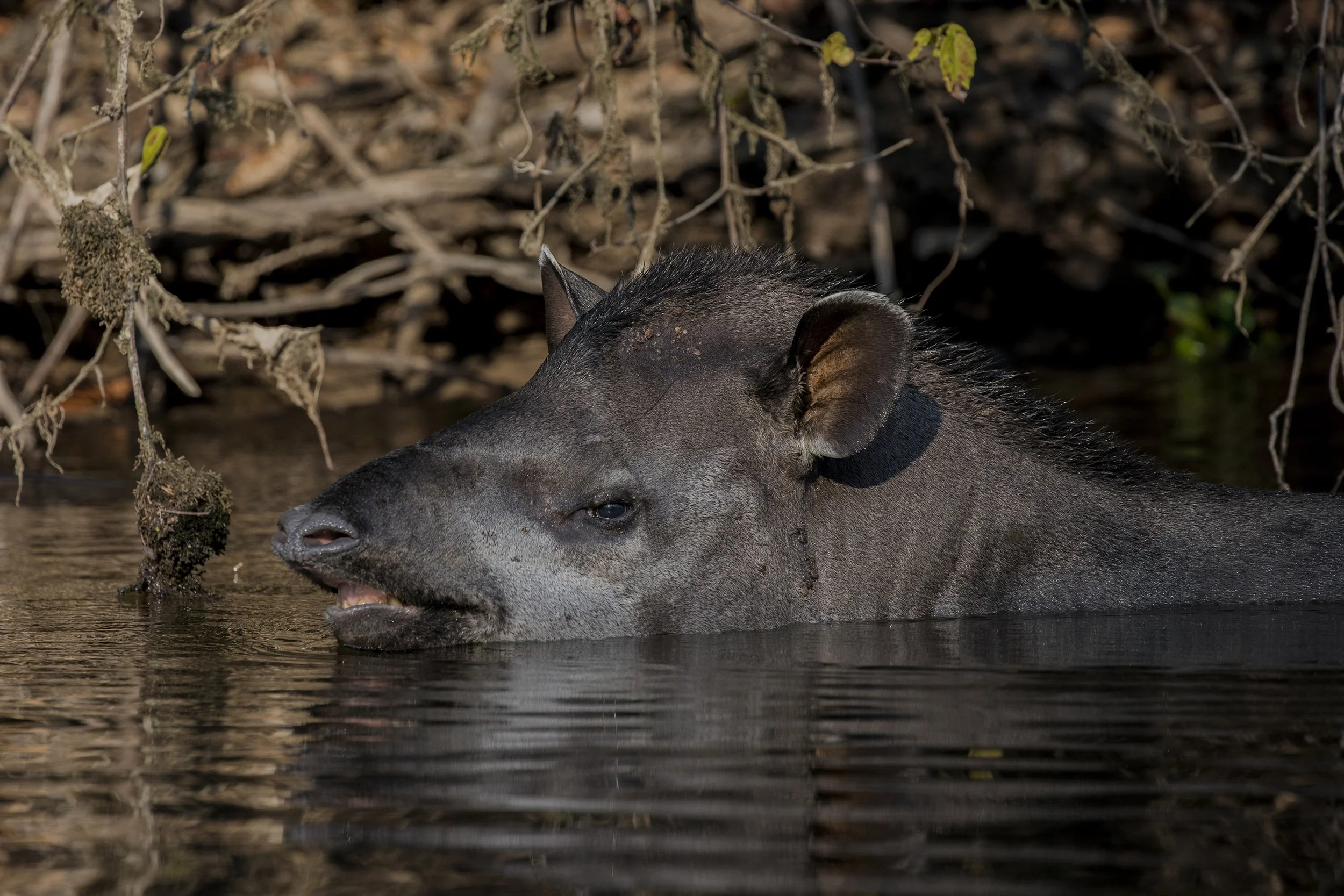 South American Tapir, Brazil