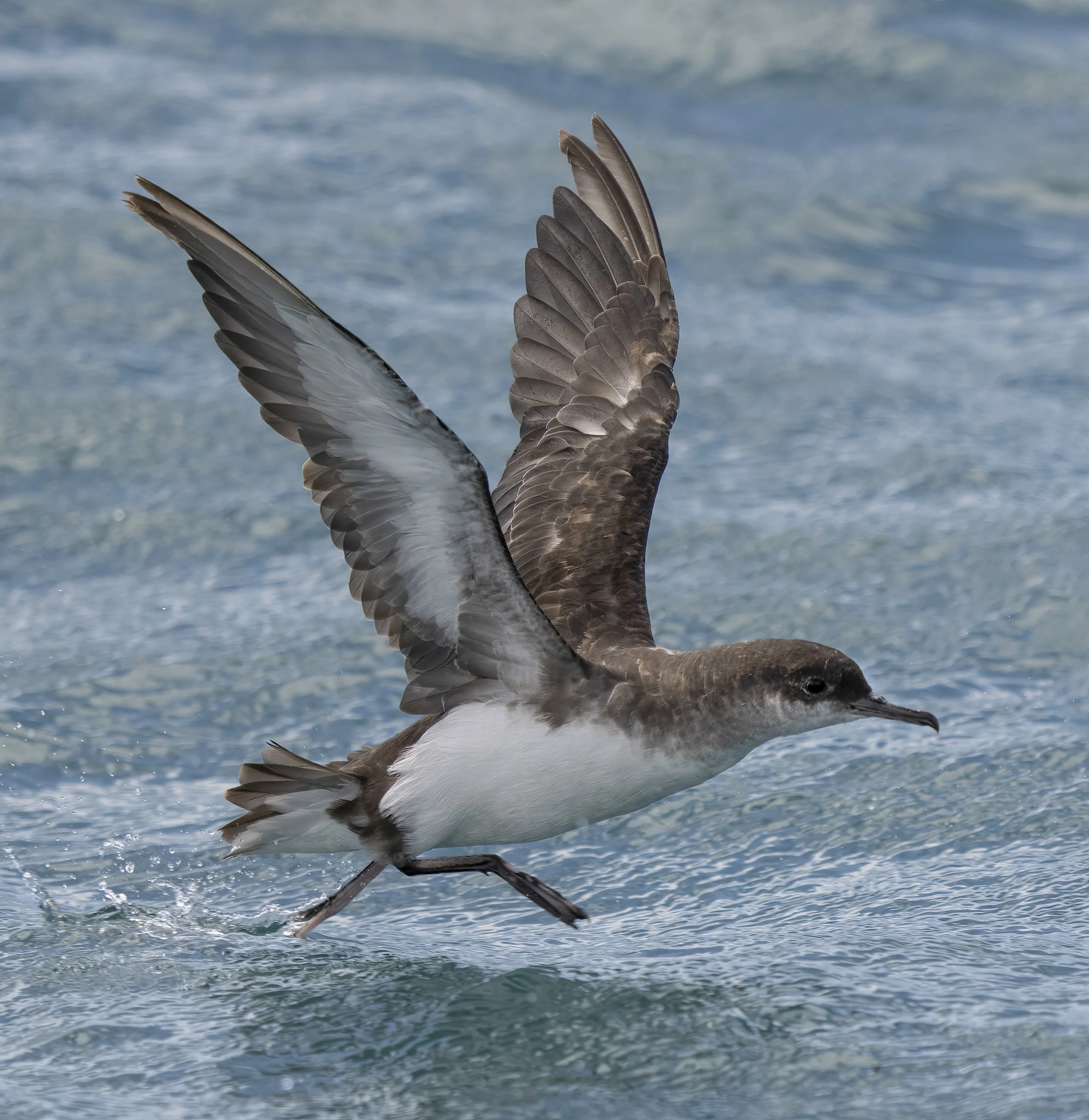 Fluttering Shearwater
