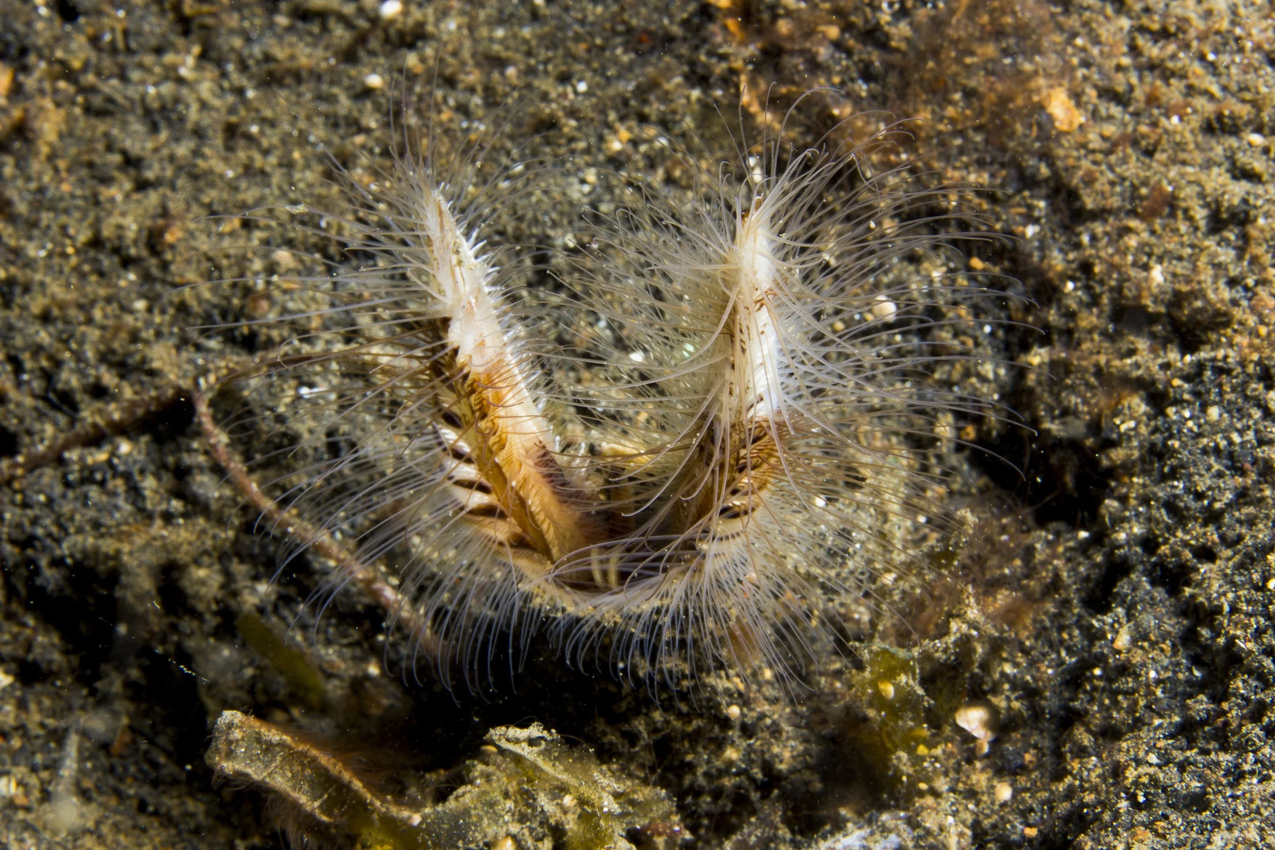 Lembeh_IMG_0356.jpg