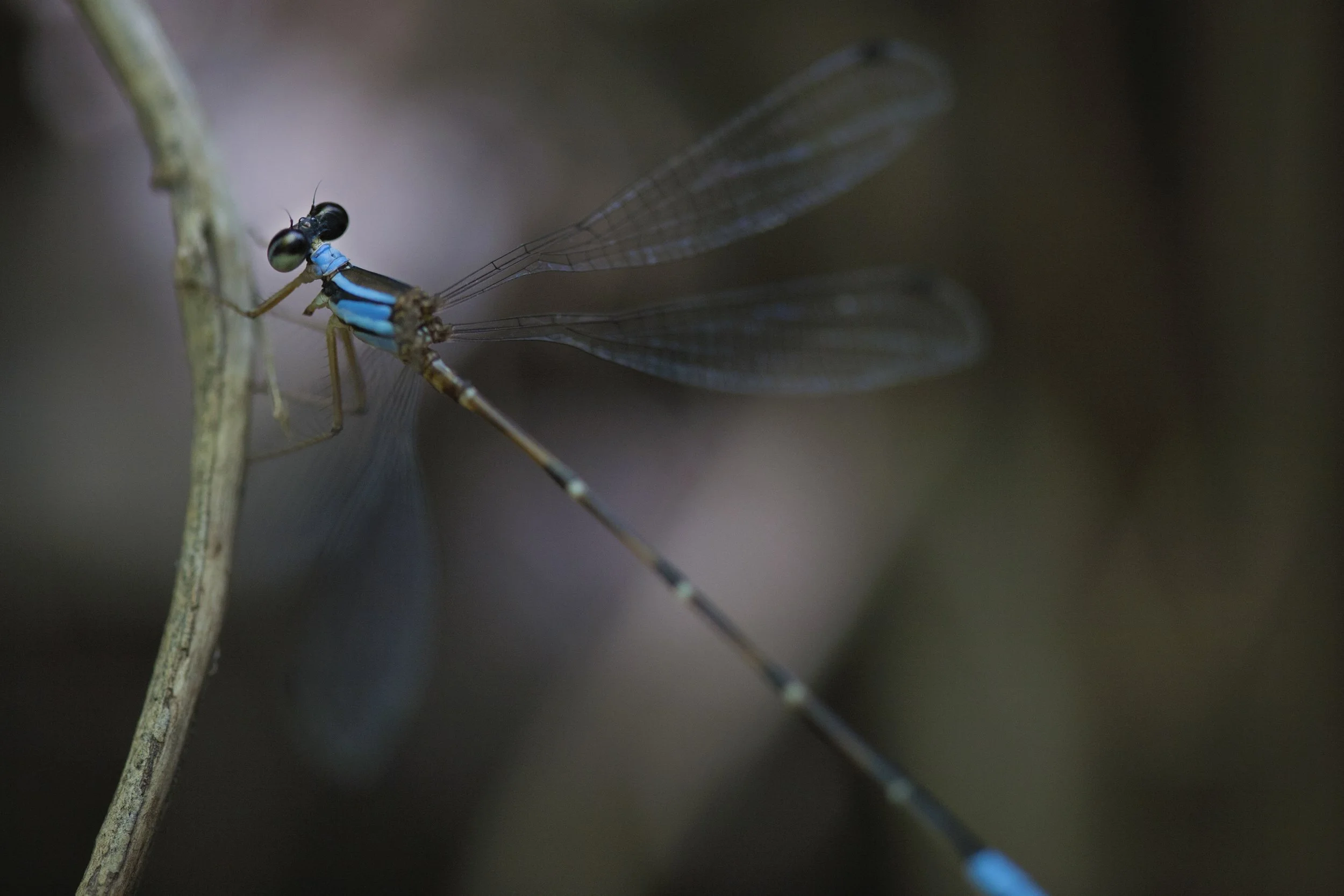 Palaemnema domina (Desert Shadowdamsel)_IMG_0315.jpg