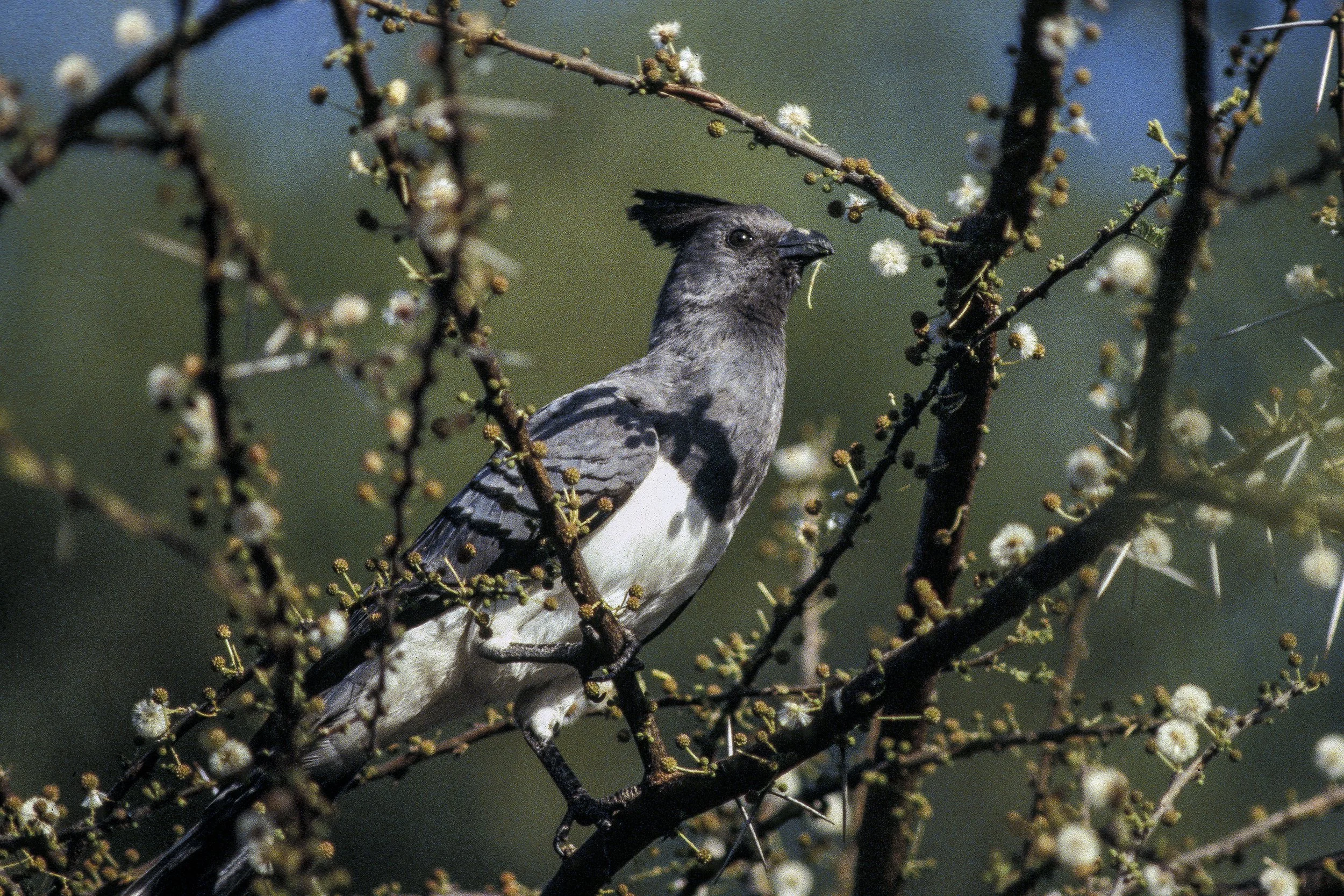 White Bellied Go Away Bird