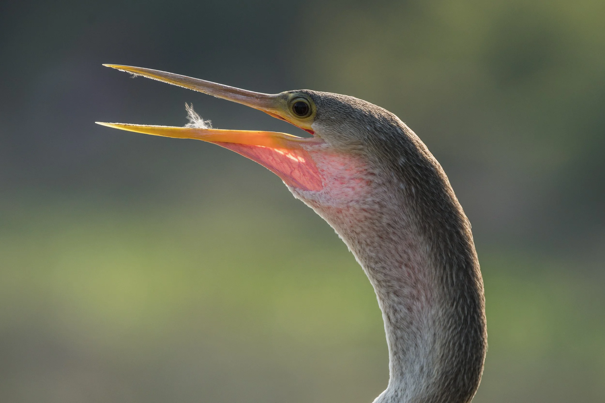 Anhinga