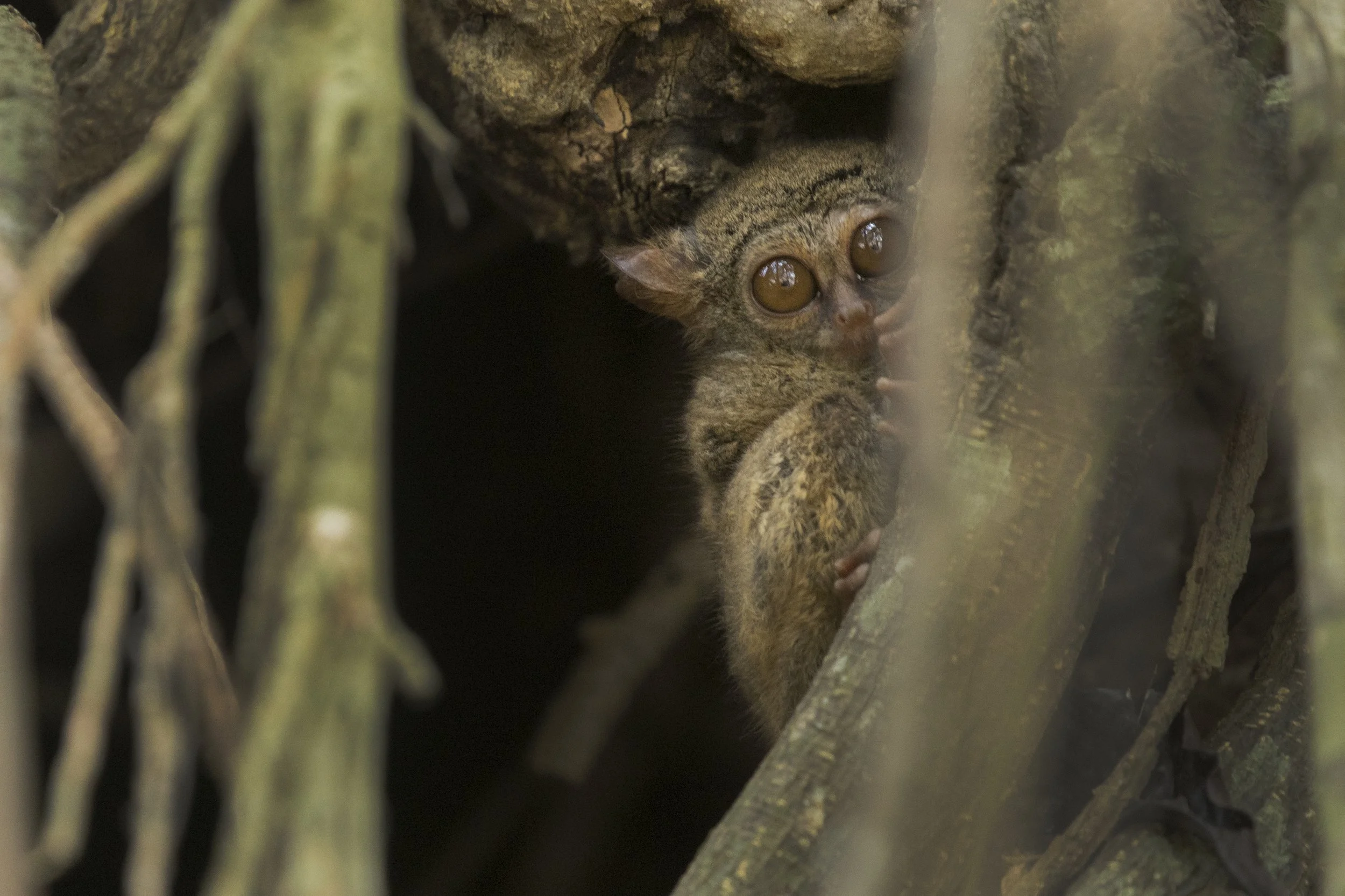 Lembeh_DSC03019.jpg